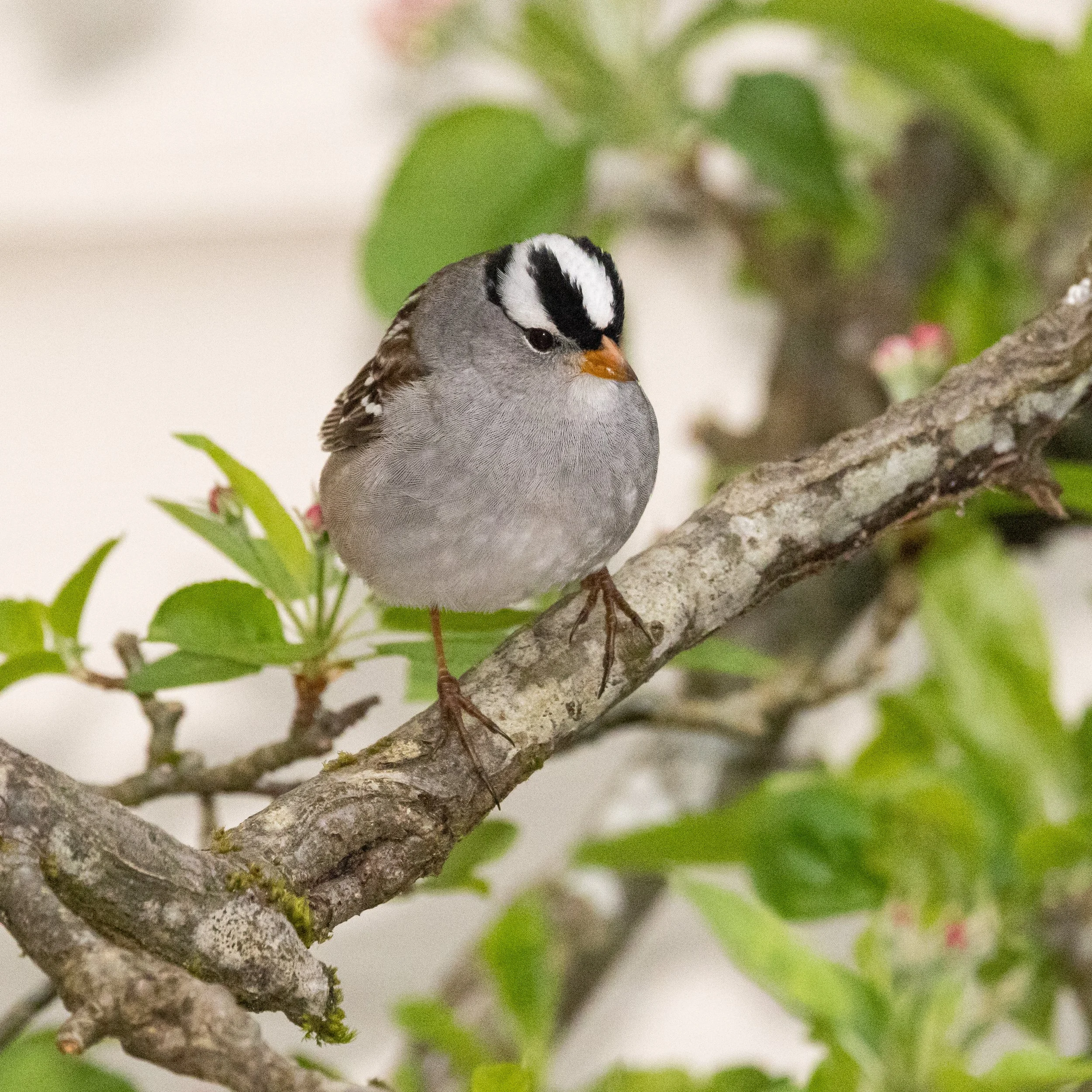 RedmondBirds421-12.jpg