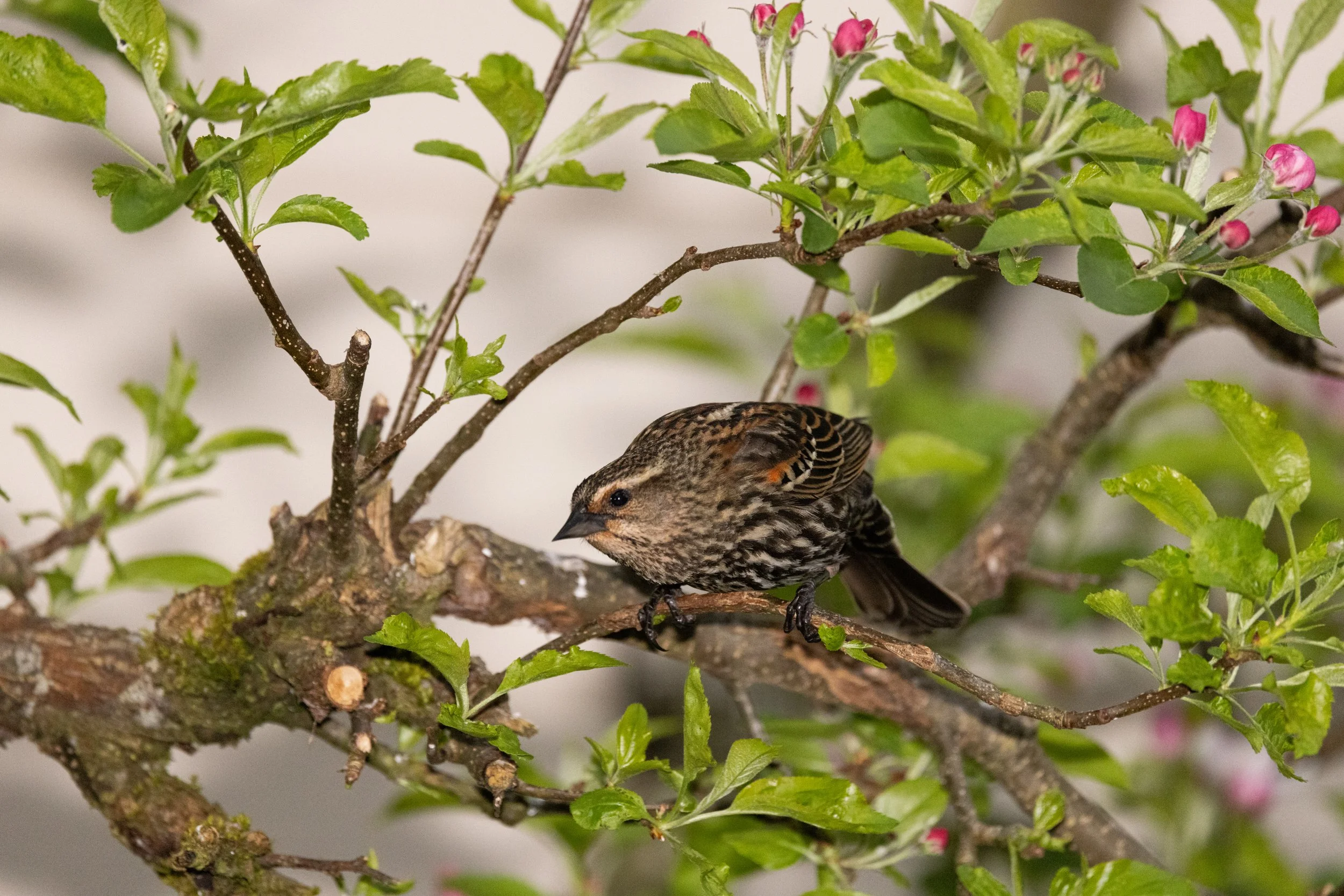 RedmondBirds421-13.jpg
