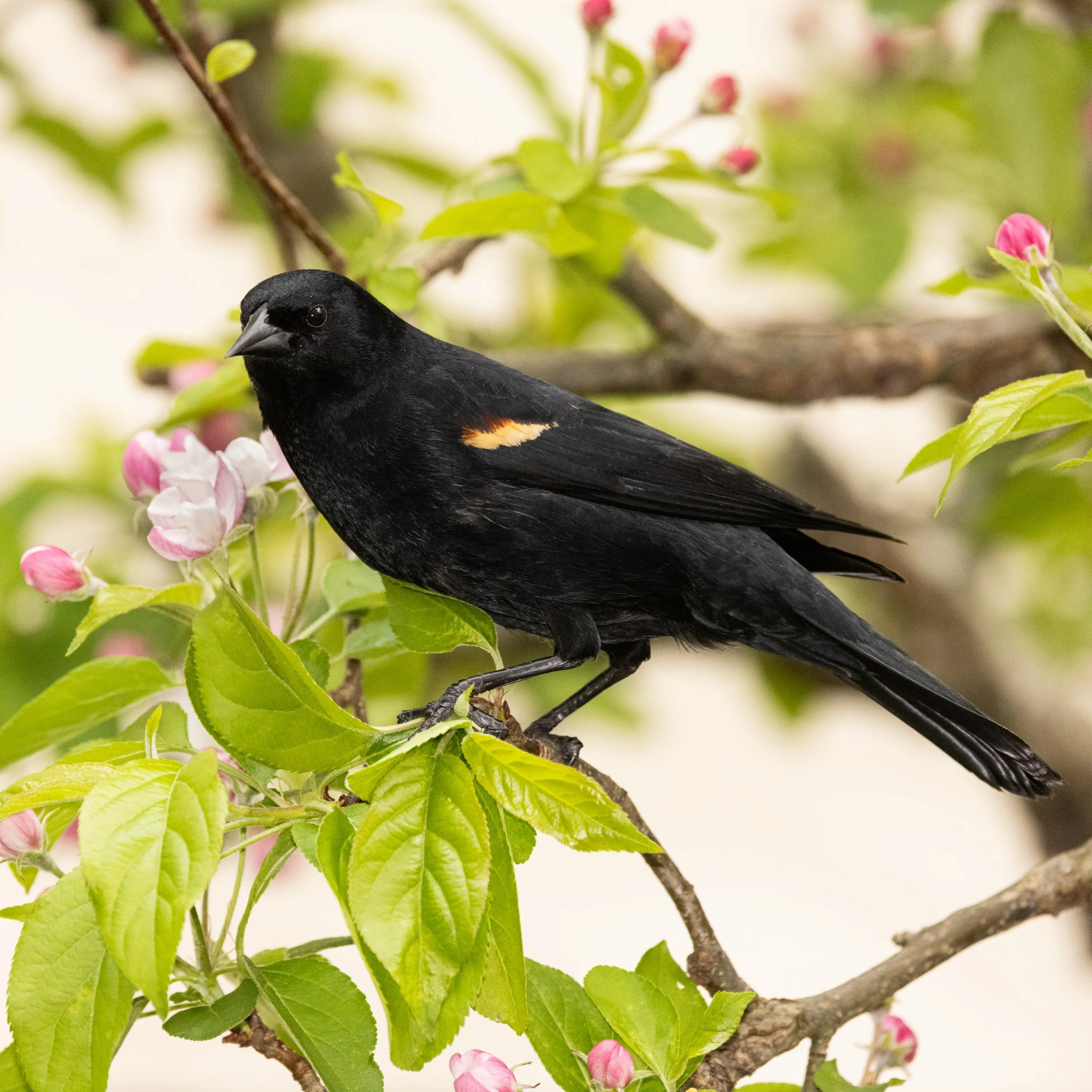 RedmondBirds421-14.jpg