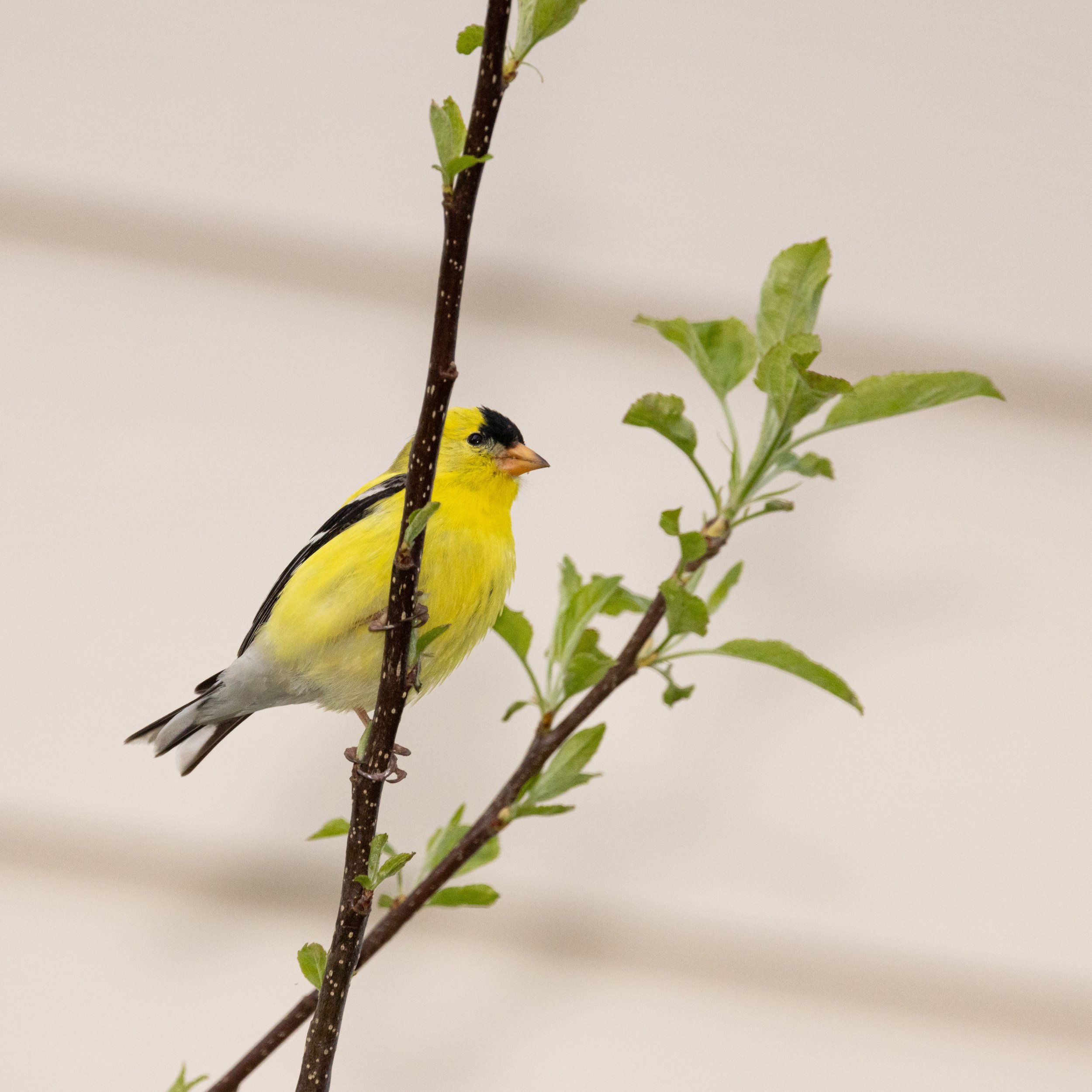 RedmondBirds421-15.jpg