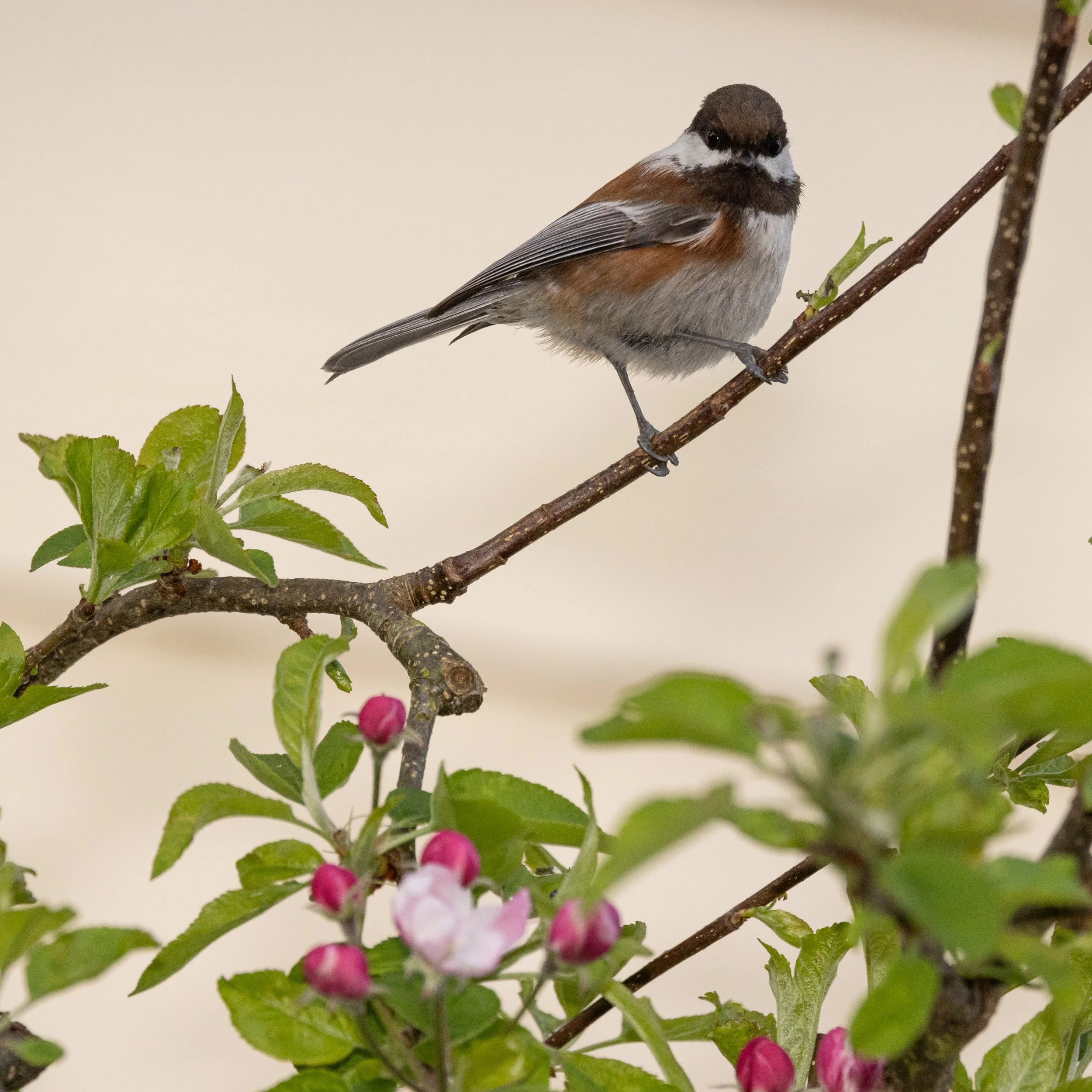 RedmondBirds421-16.jpg