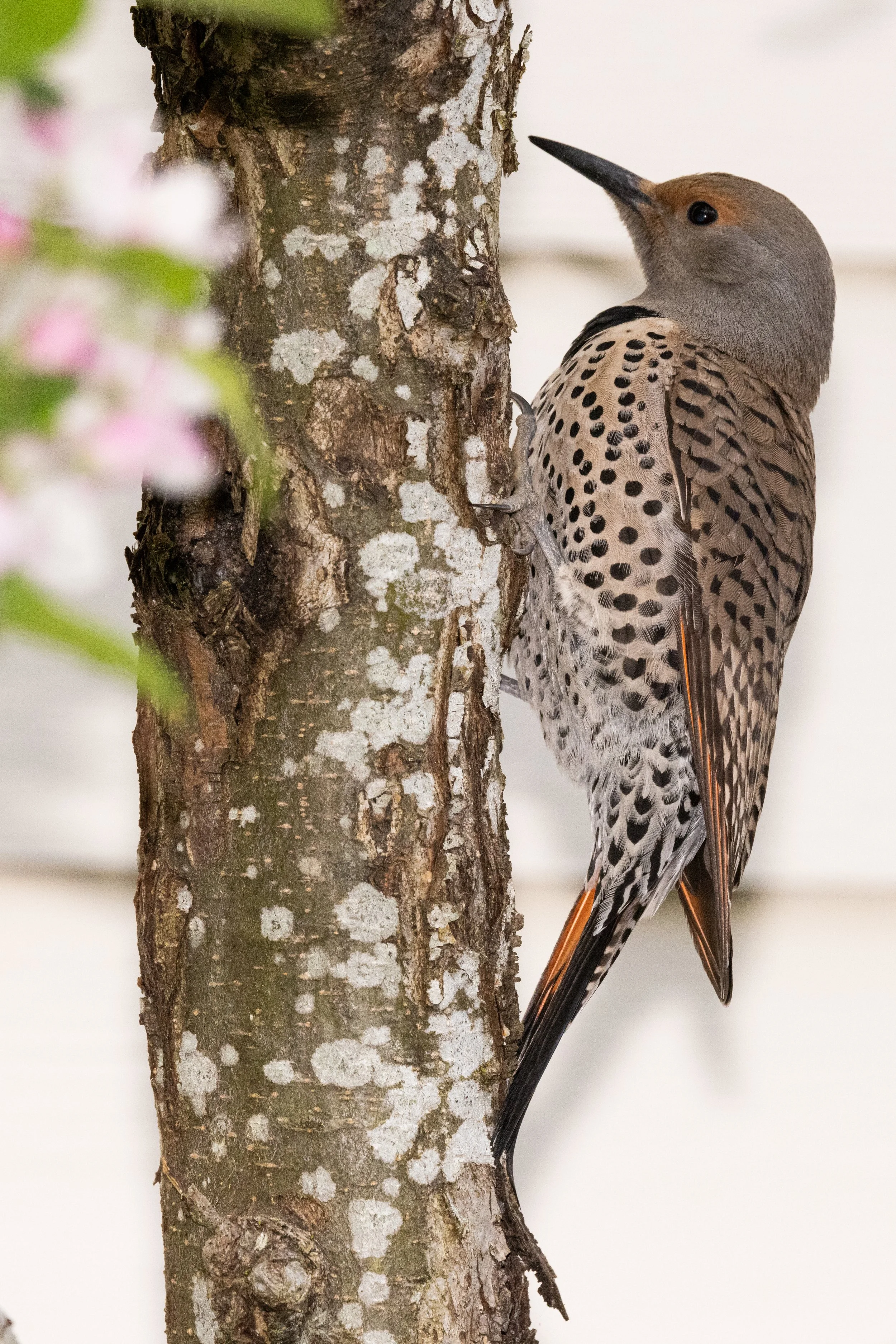 RedmondBirds421-17.jpg