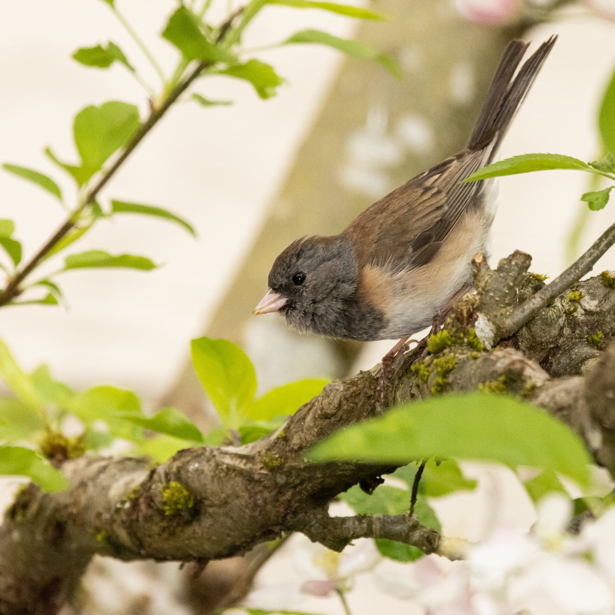 RedmondBirds521-2.jpg
