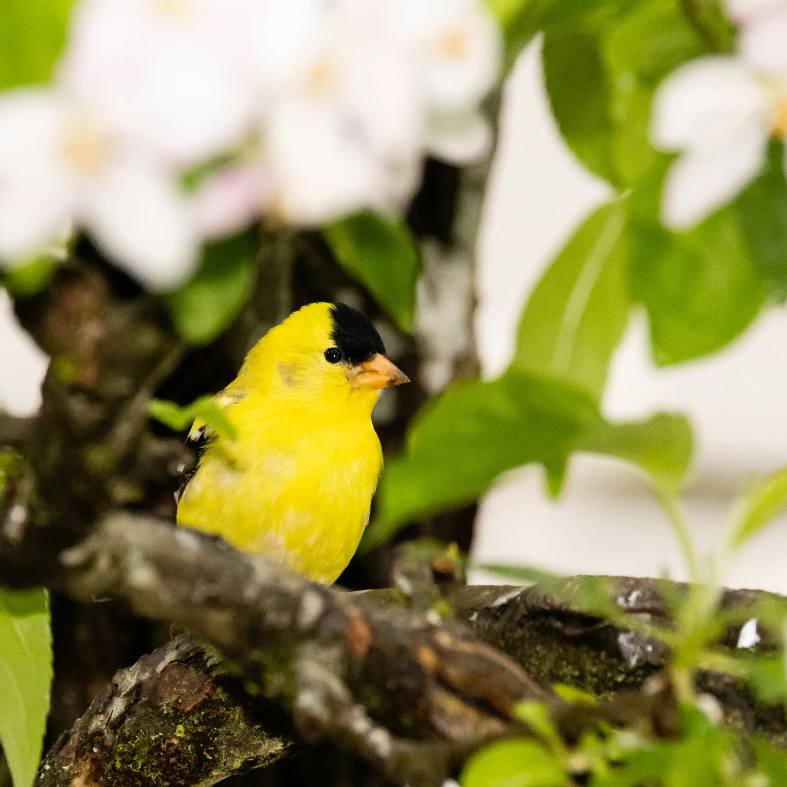 RedmondBirds521-5.jpg