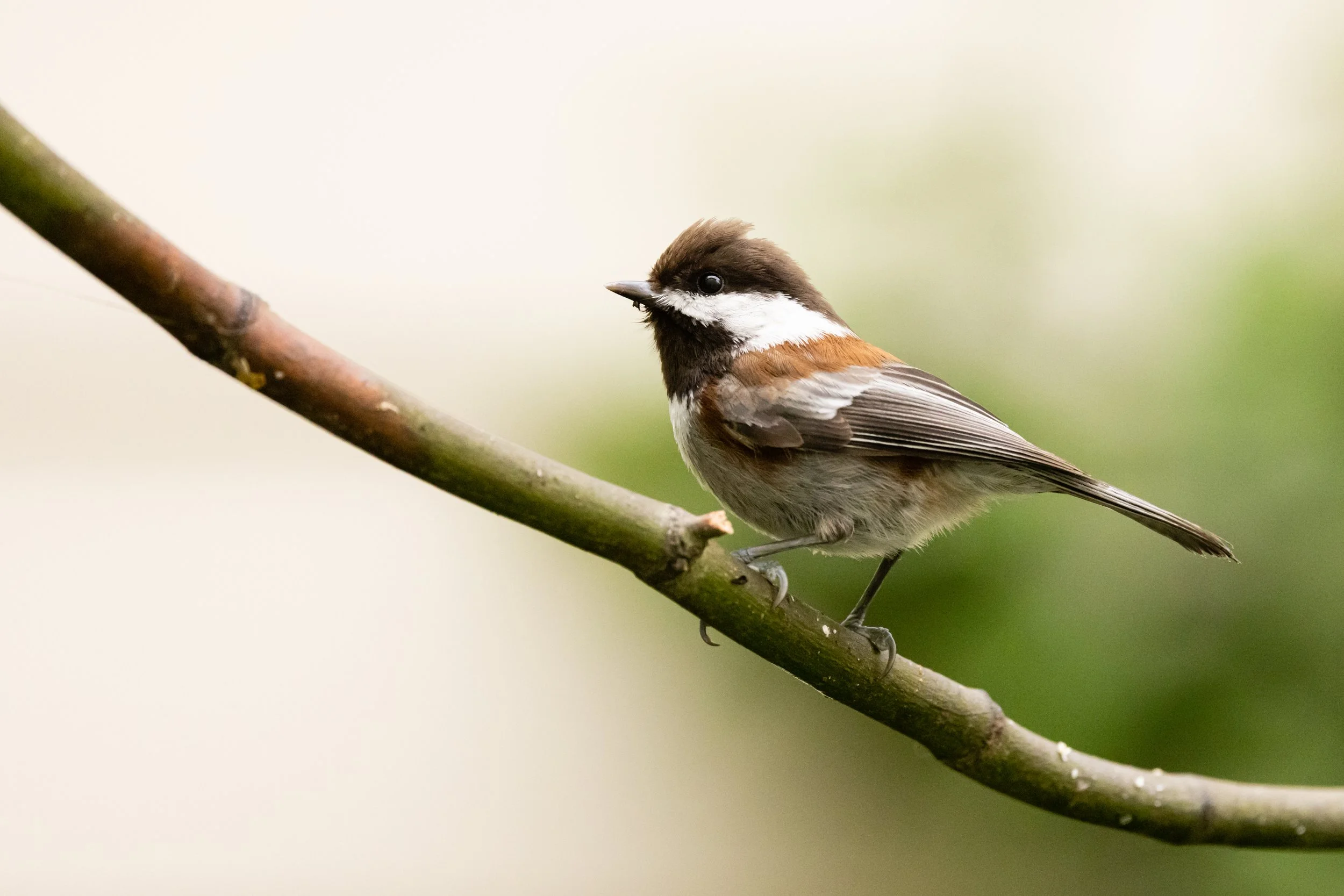 RedmondBirds521-4.jpg