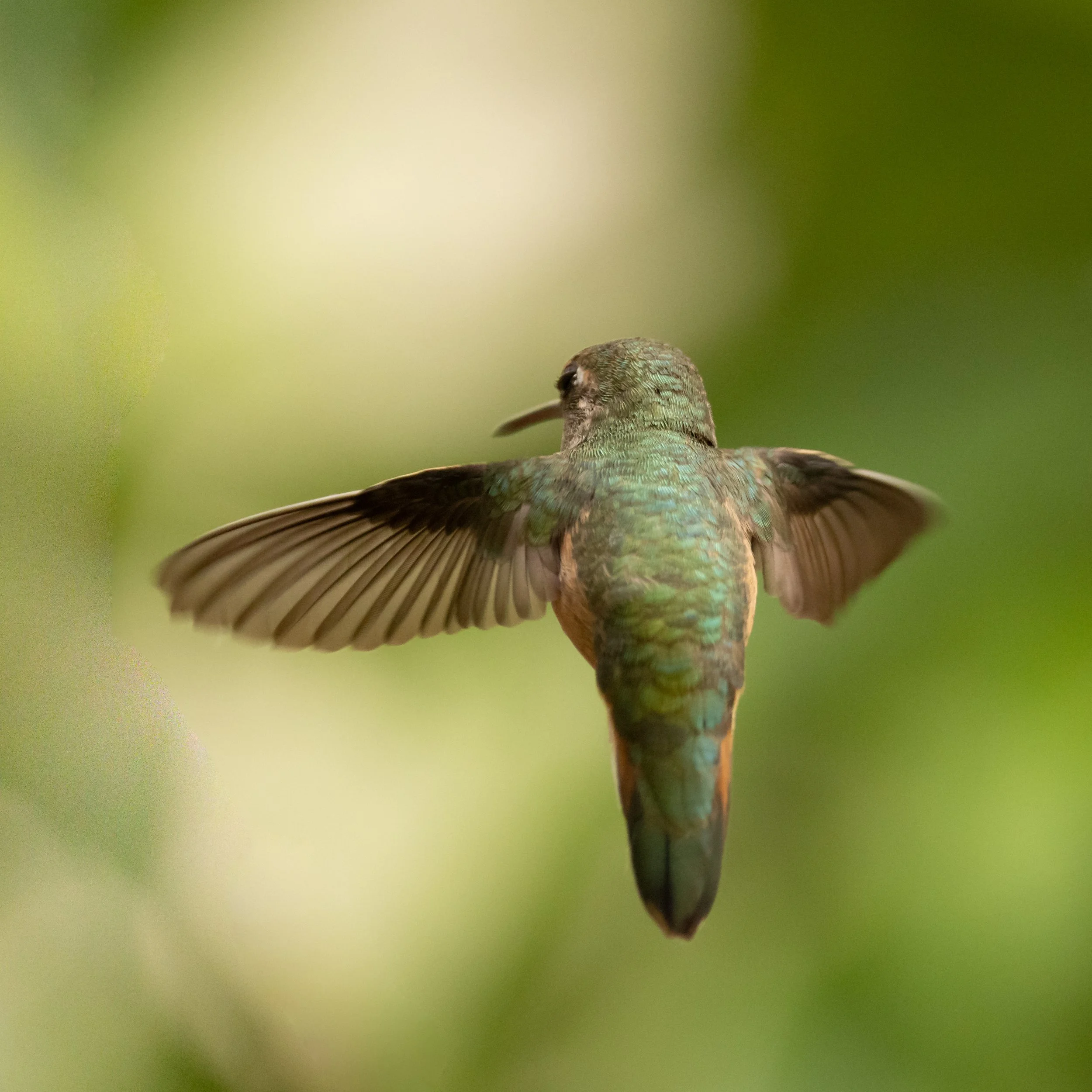 RedmondBirds521-8.jpg