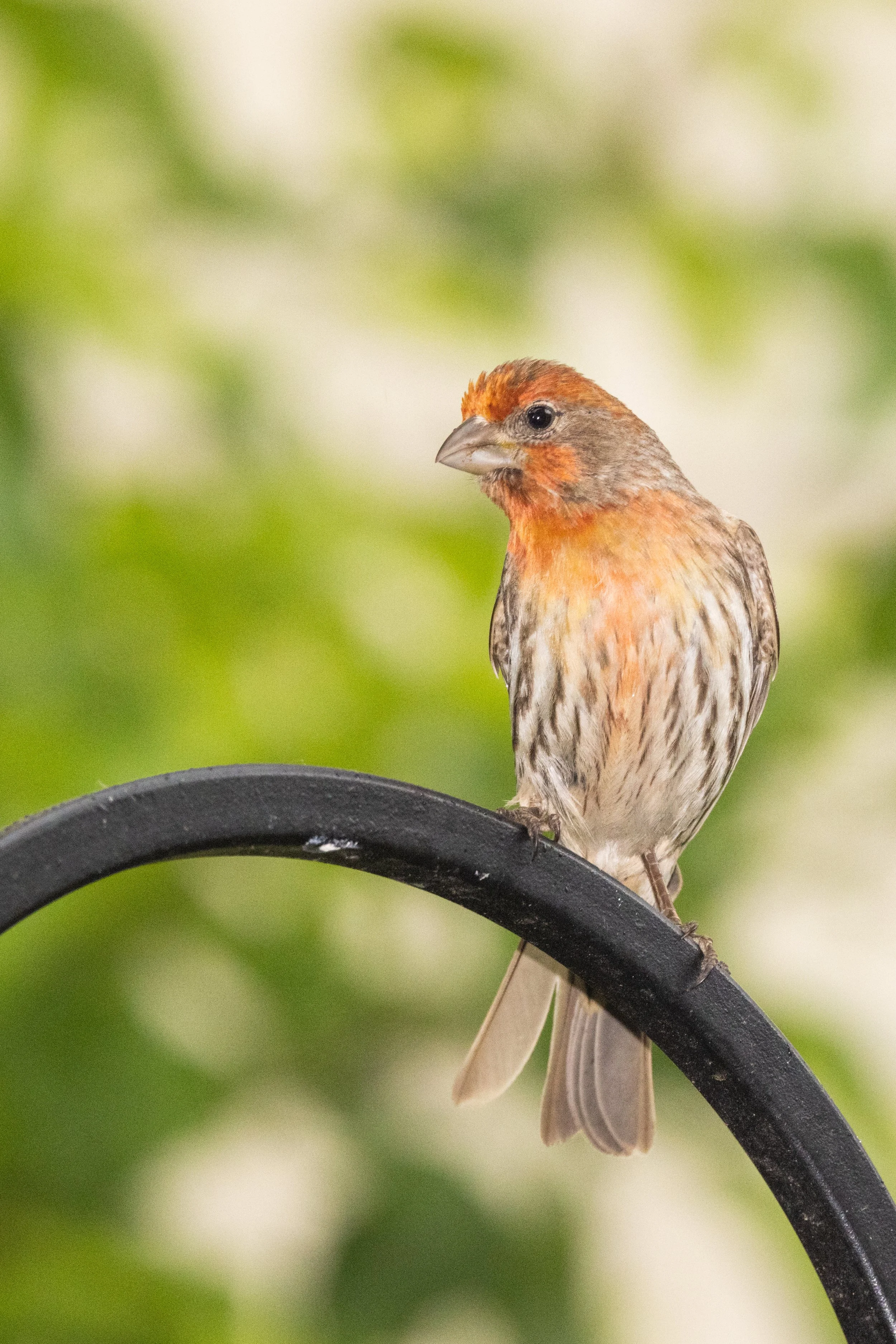 RedmondBirds521-9.jpg