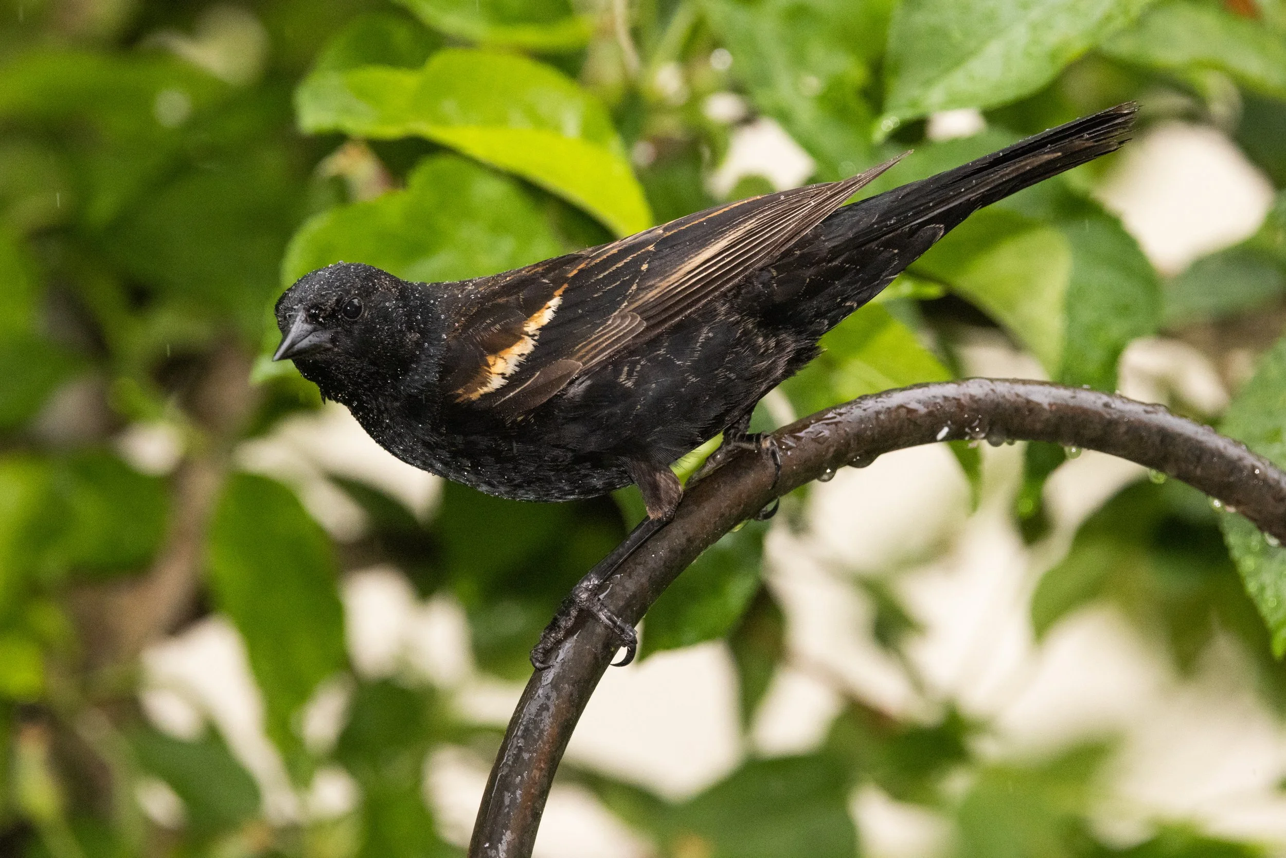 RedmondBirds521-10.jpg