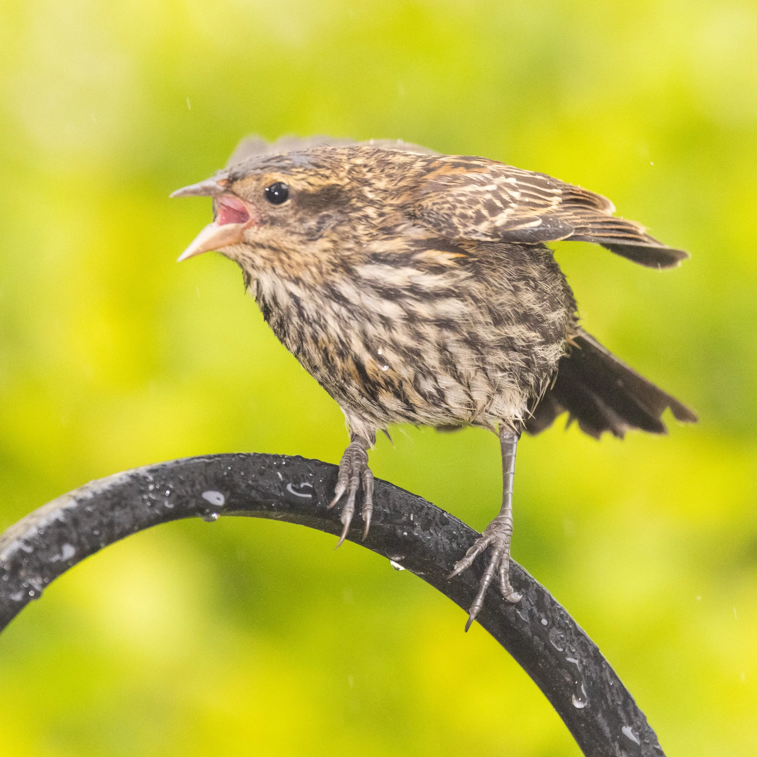 RedmondBirds521-11.jpg