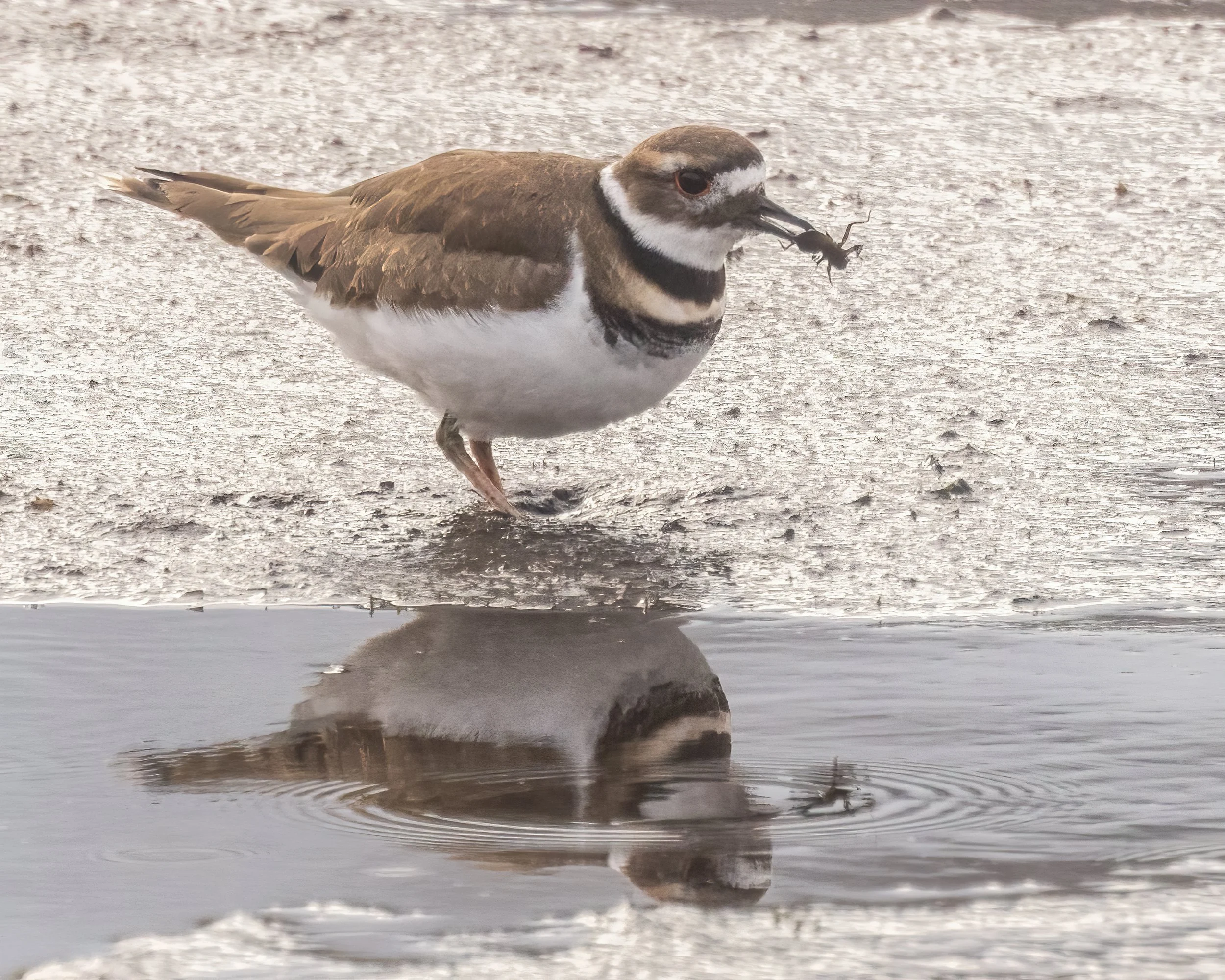 KillDeer21021-1.jpg
