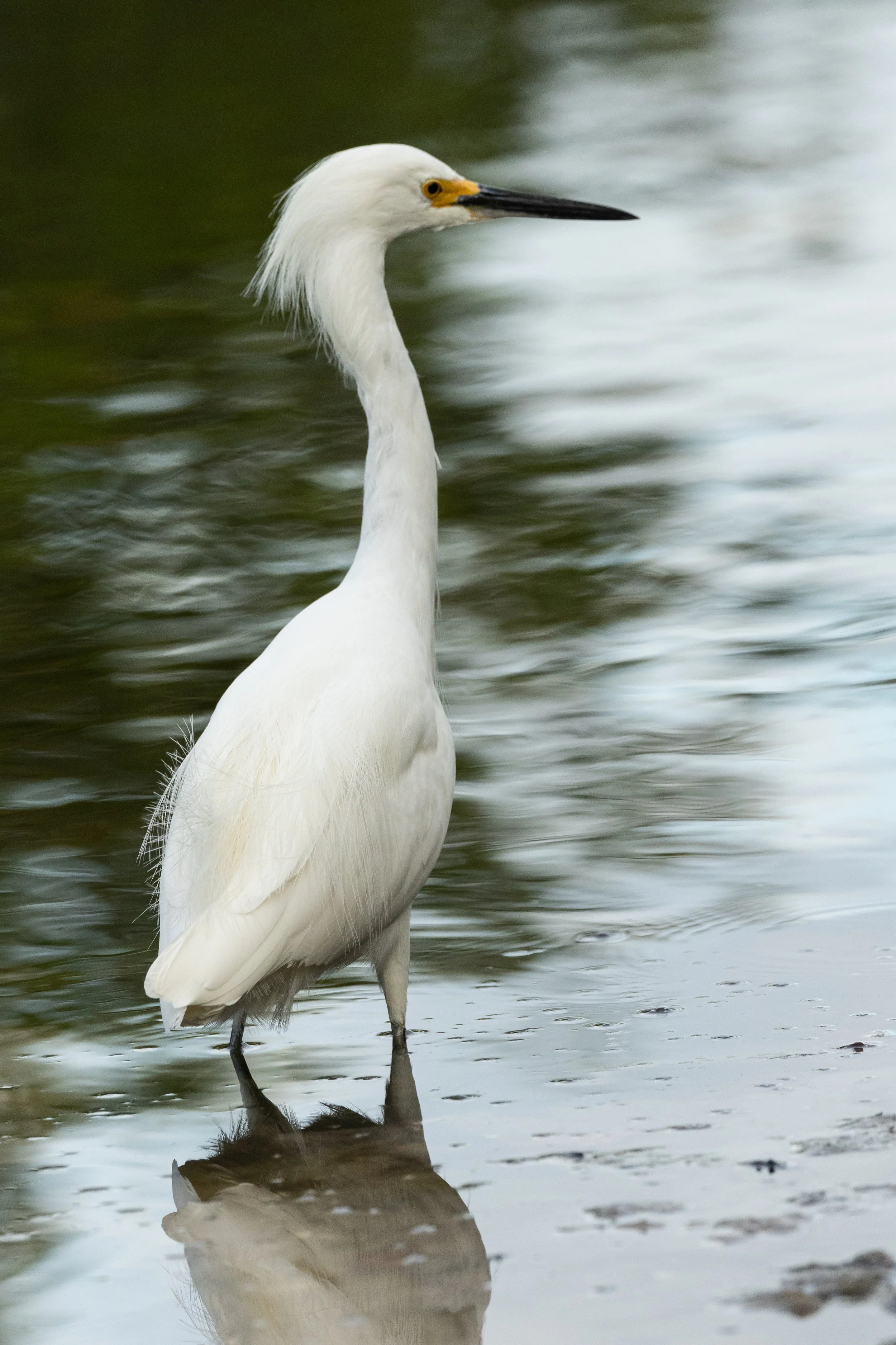 DingDarling1221-12.jpg