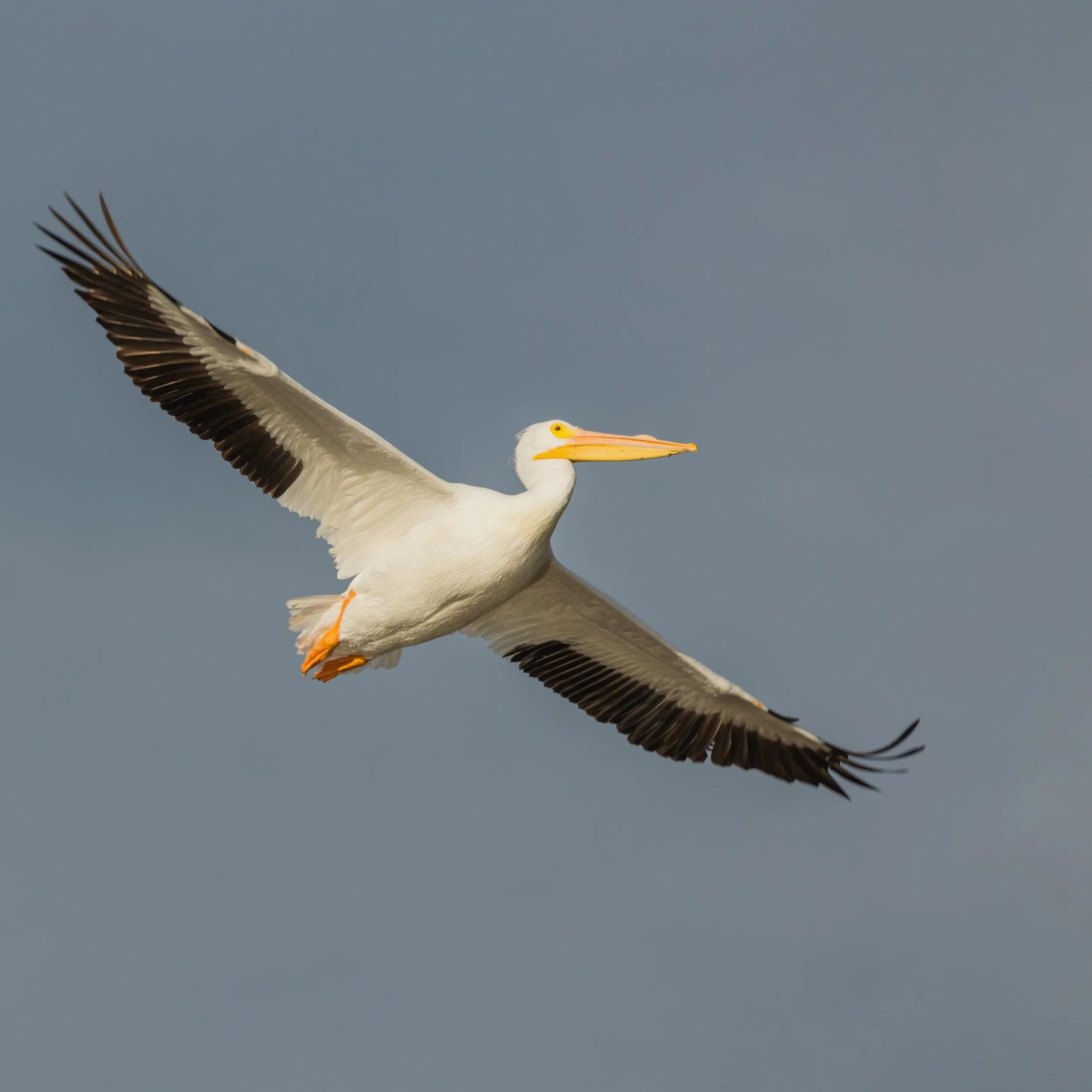 DingDarling1221-25.jpg
