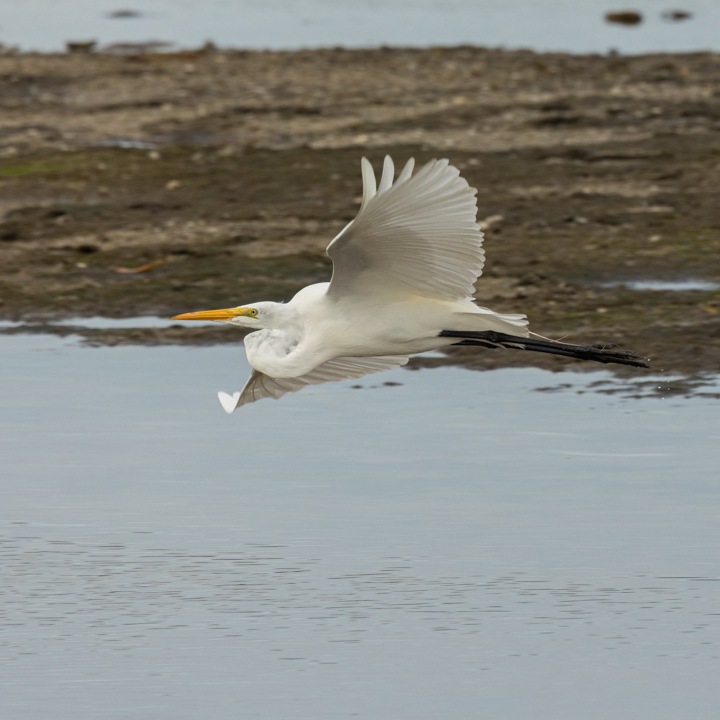 DingDarling1221-33.jpg