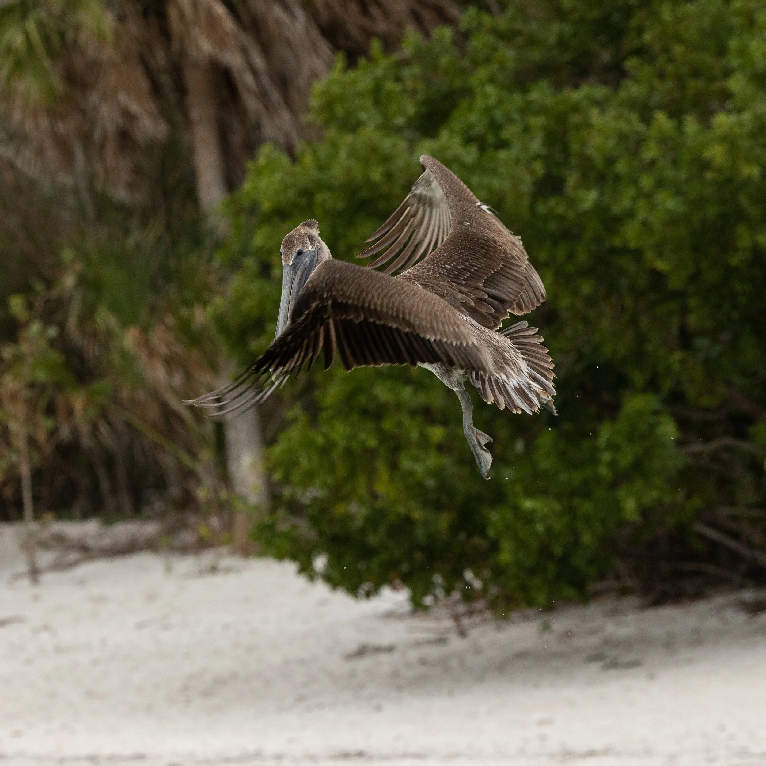 SanibelLighthouse1221-6.jpg