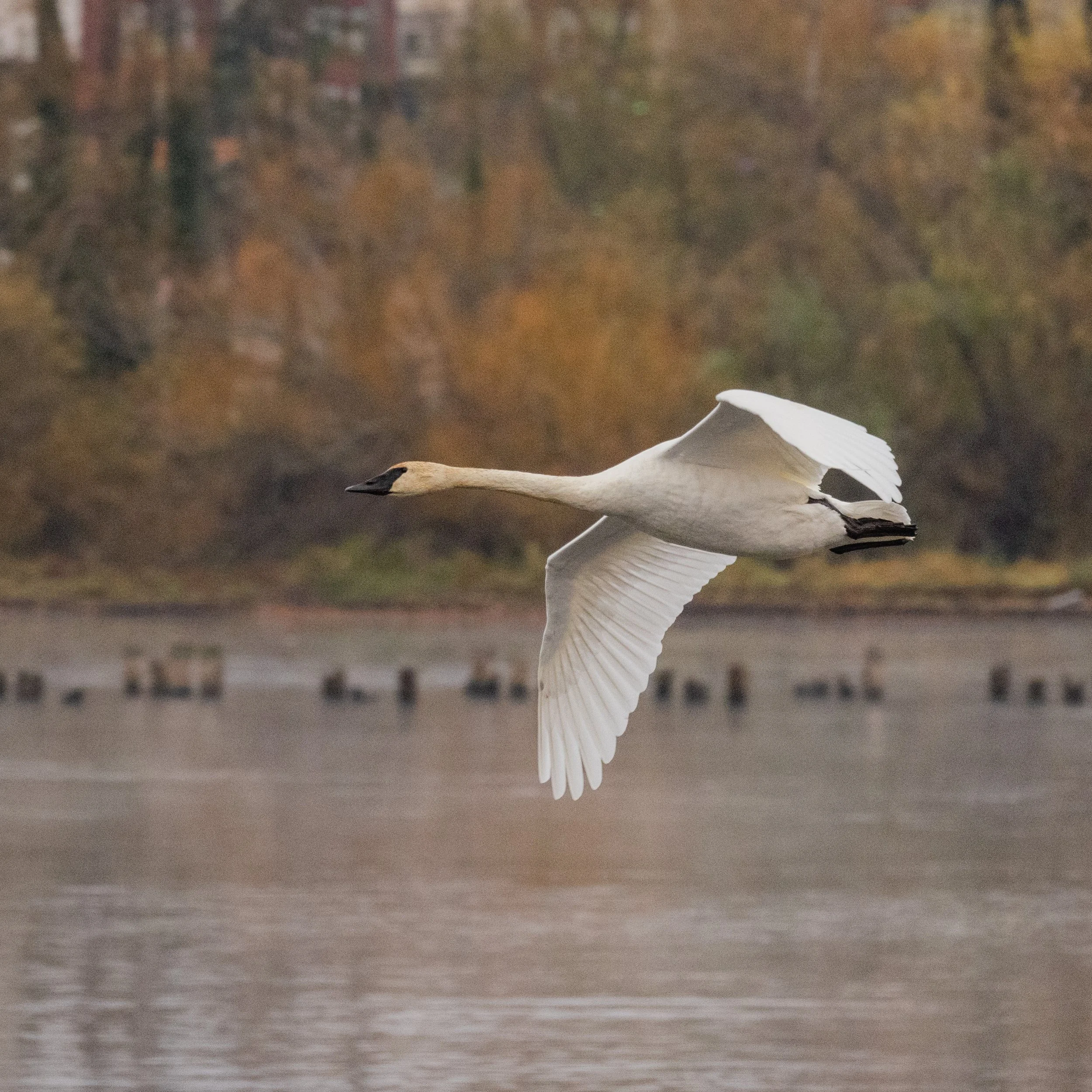 TrumpeterSwan-1.jpg