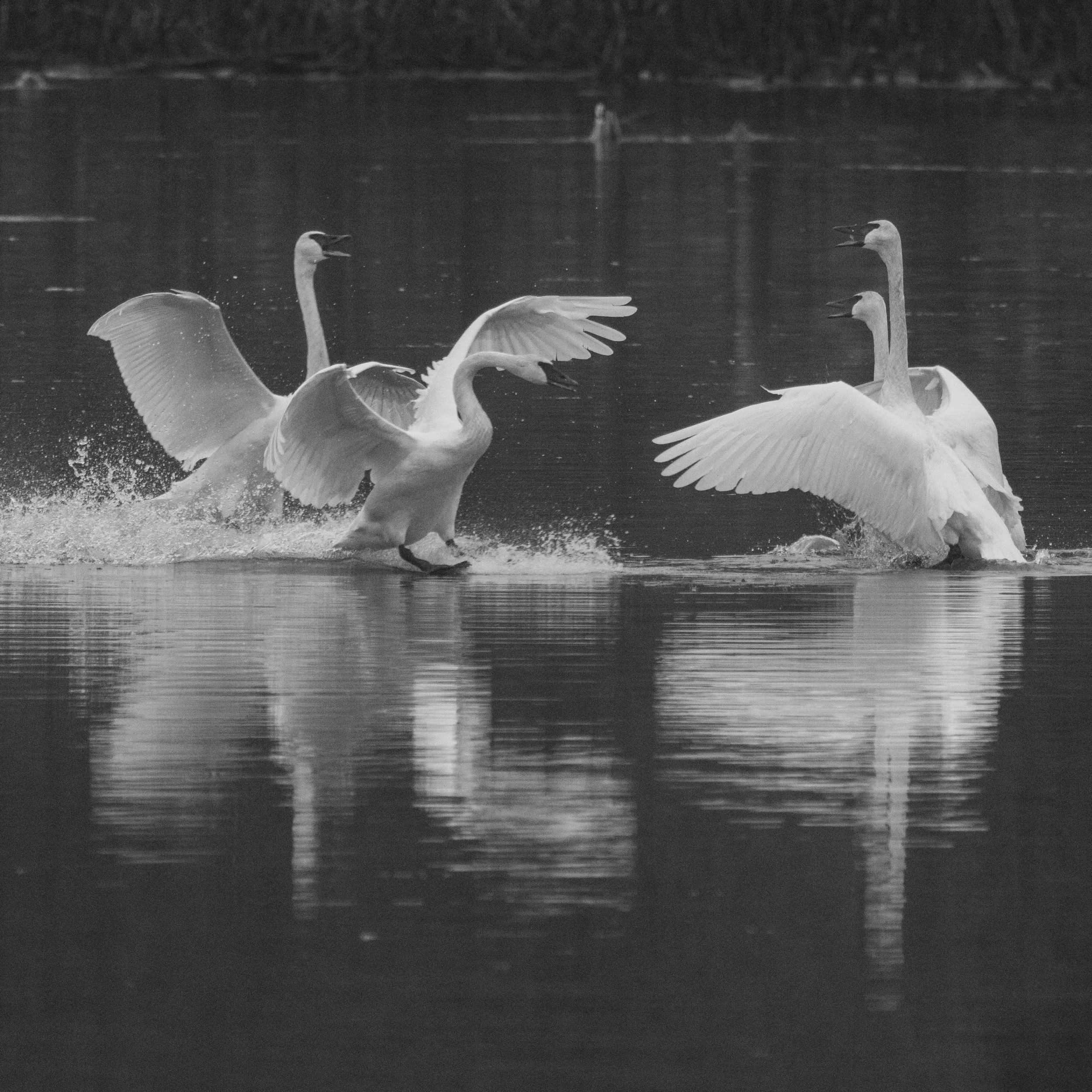TrumpeterSwan-2.jpg