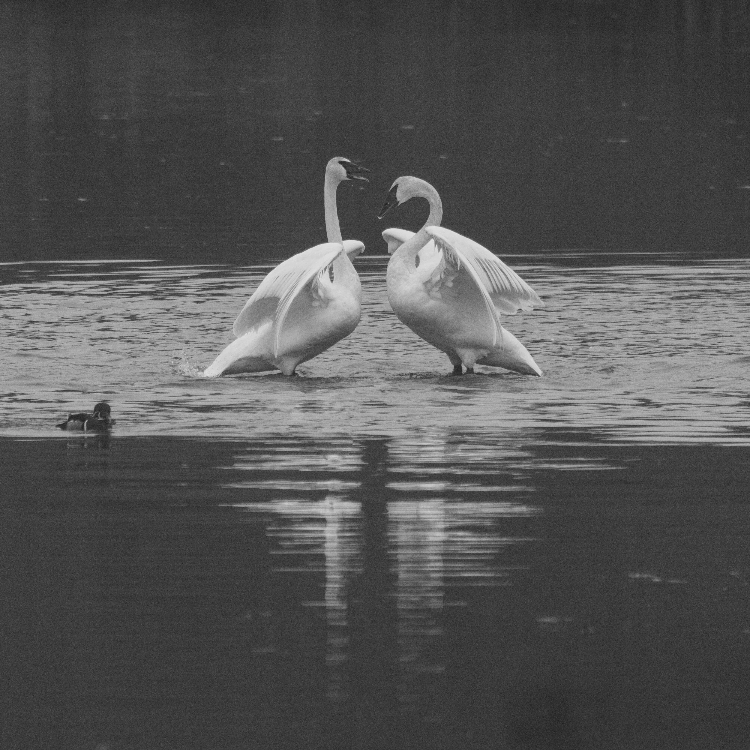 TrumpeterSwan-3.jpg