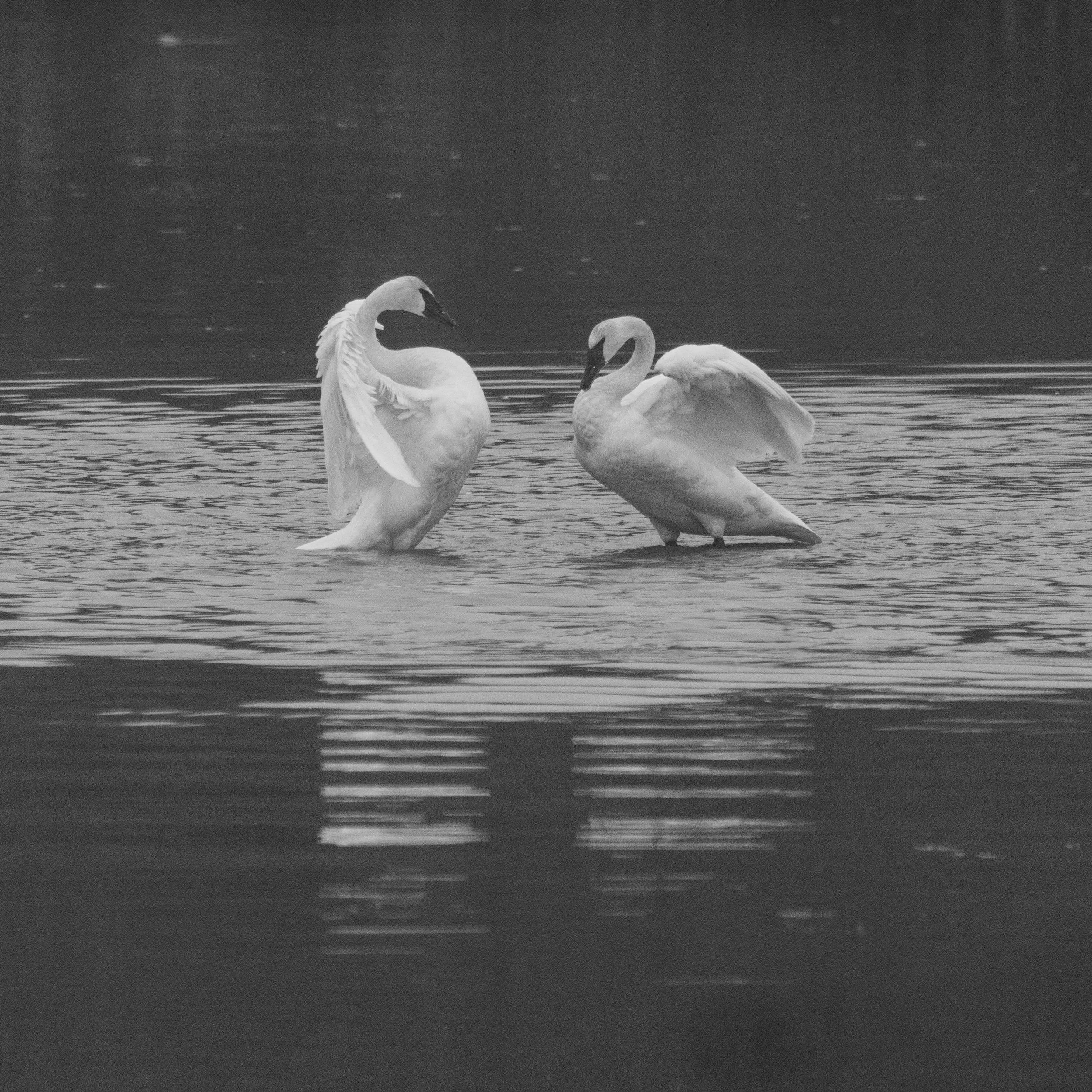 TrumpeterSwan-4.jpg