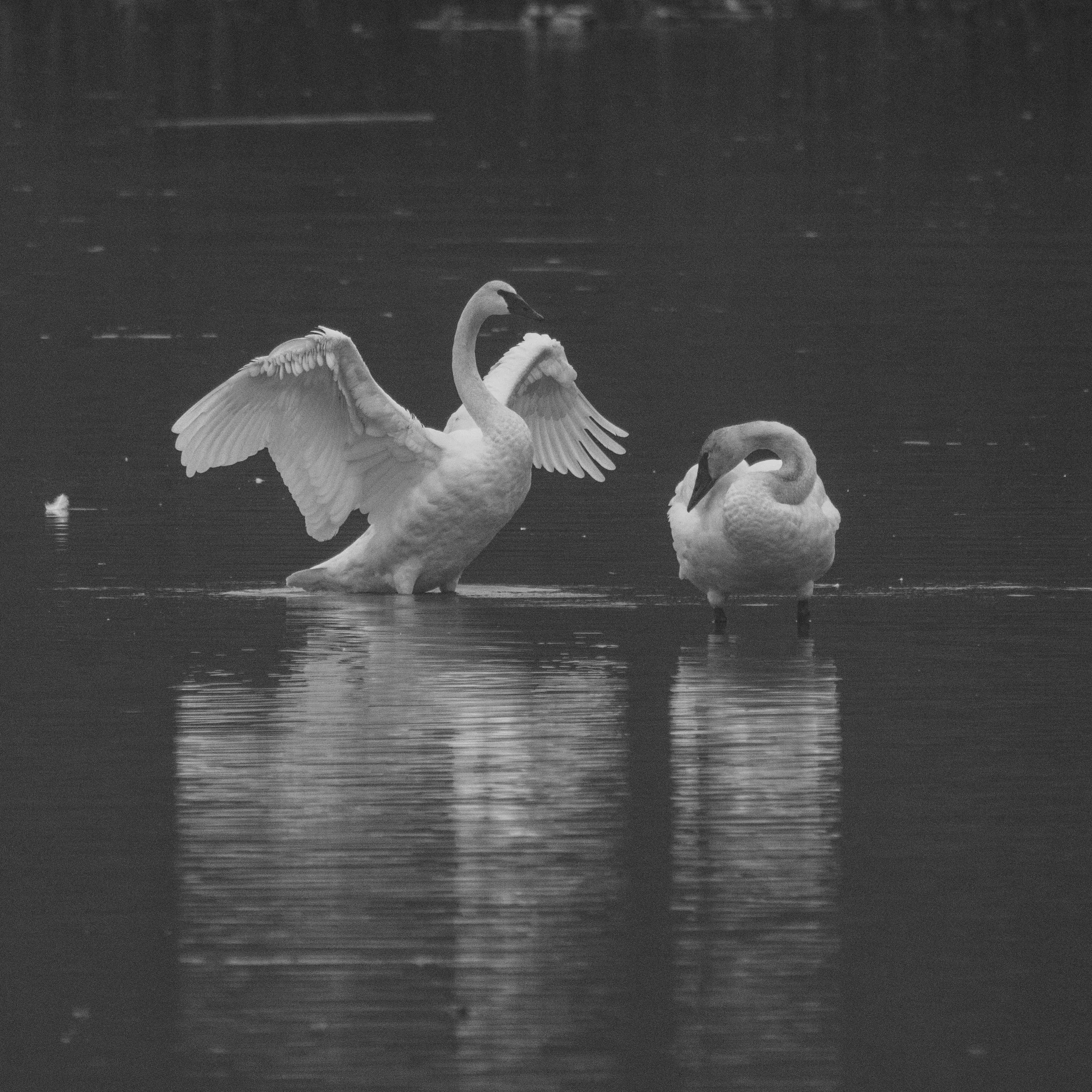 TrumpeterSwan-5.jpg