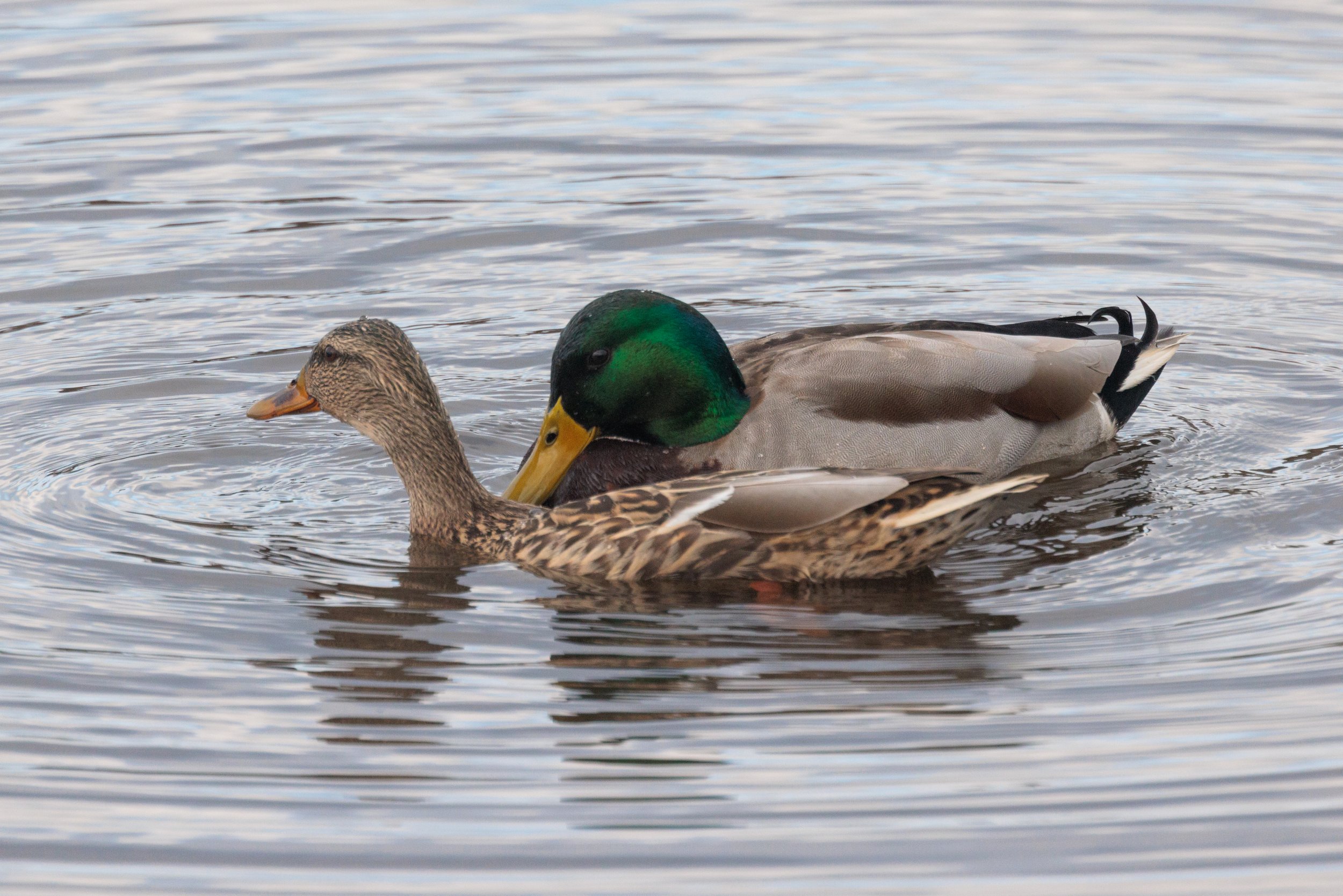 Mallard-2.jpg
