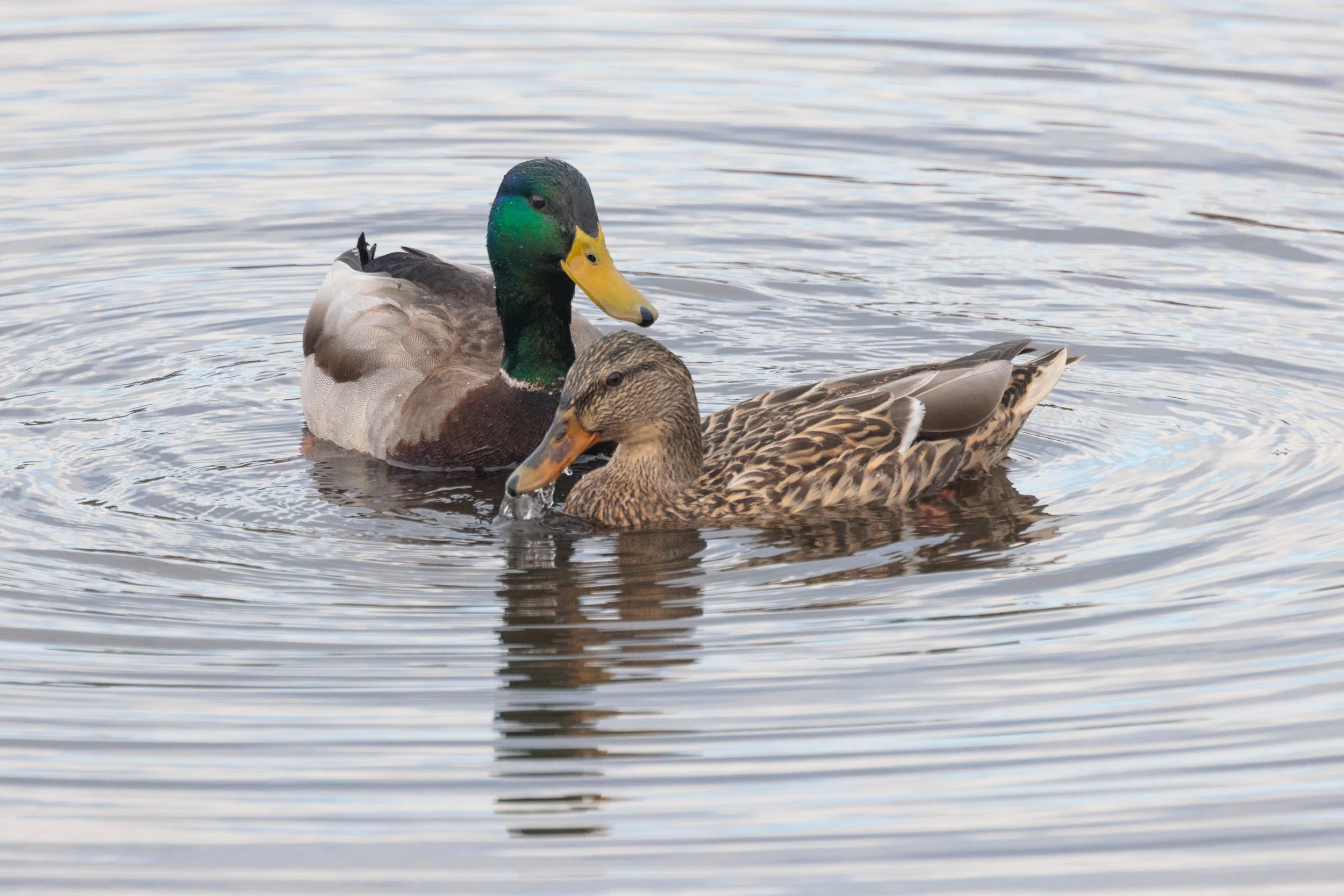 Mallard-1.jpg