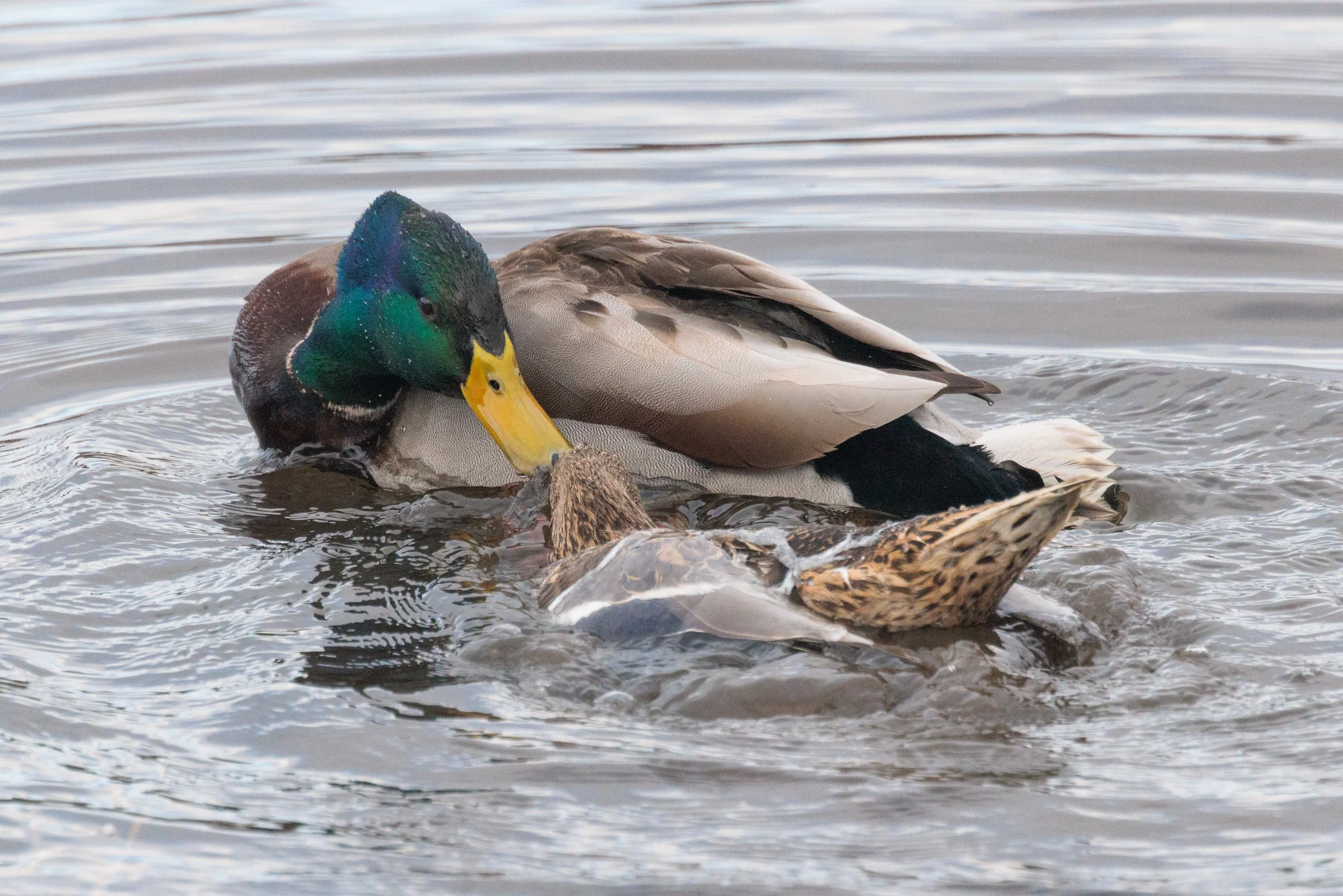 Mallard-4.jpg