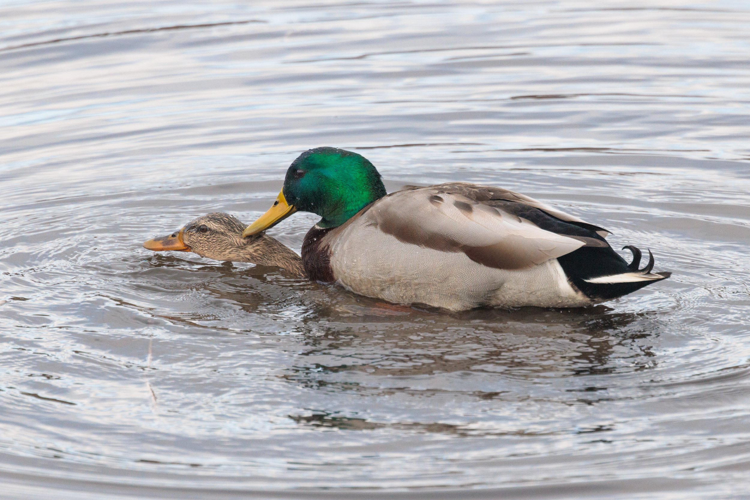Mallard-3.jpg