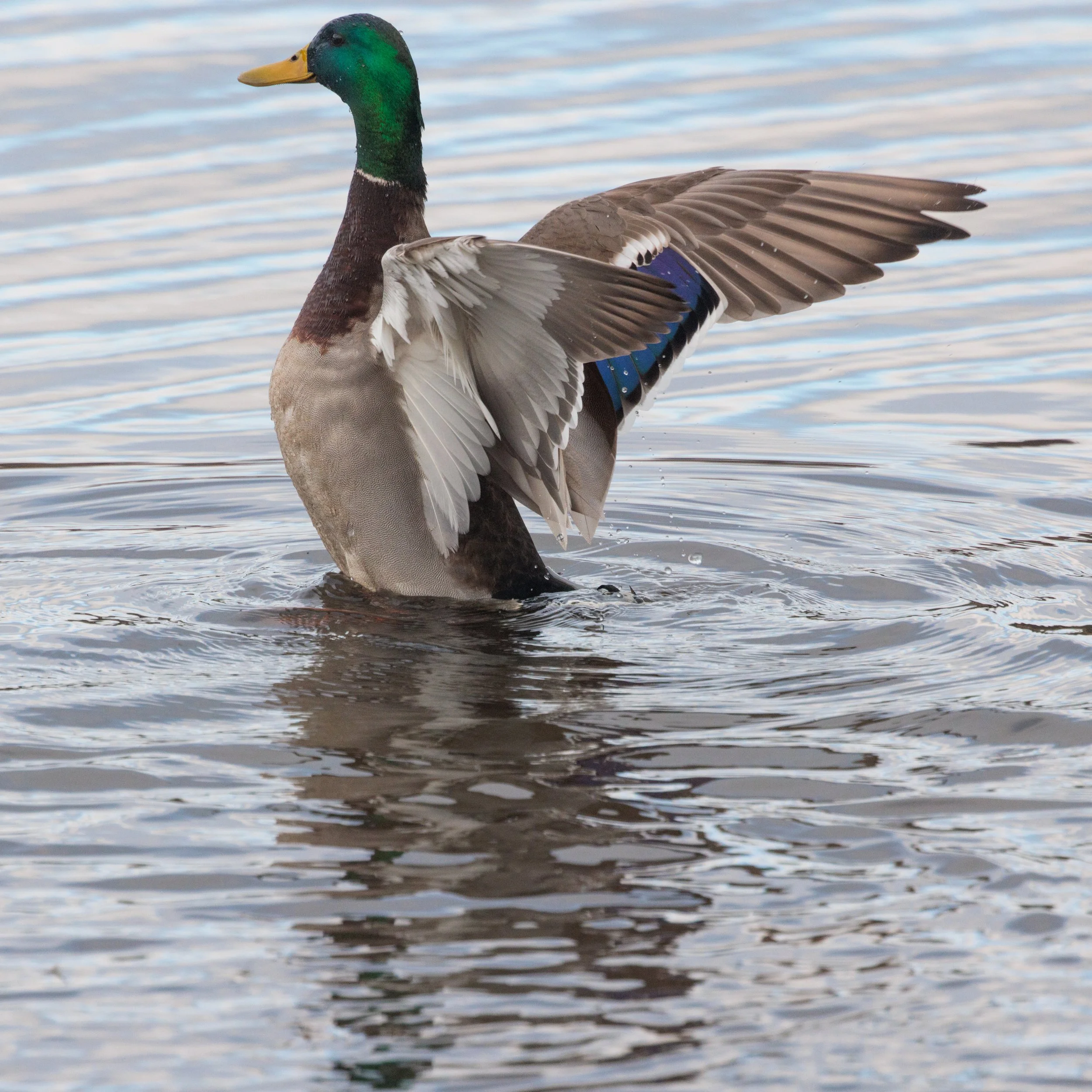 Mallard-5.jpg