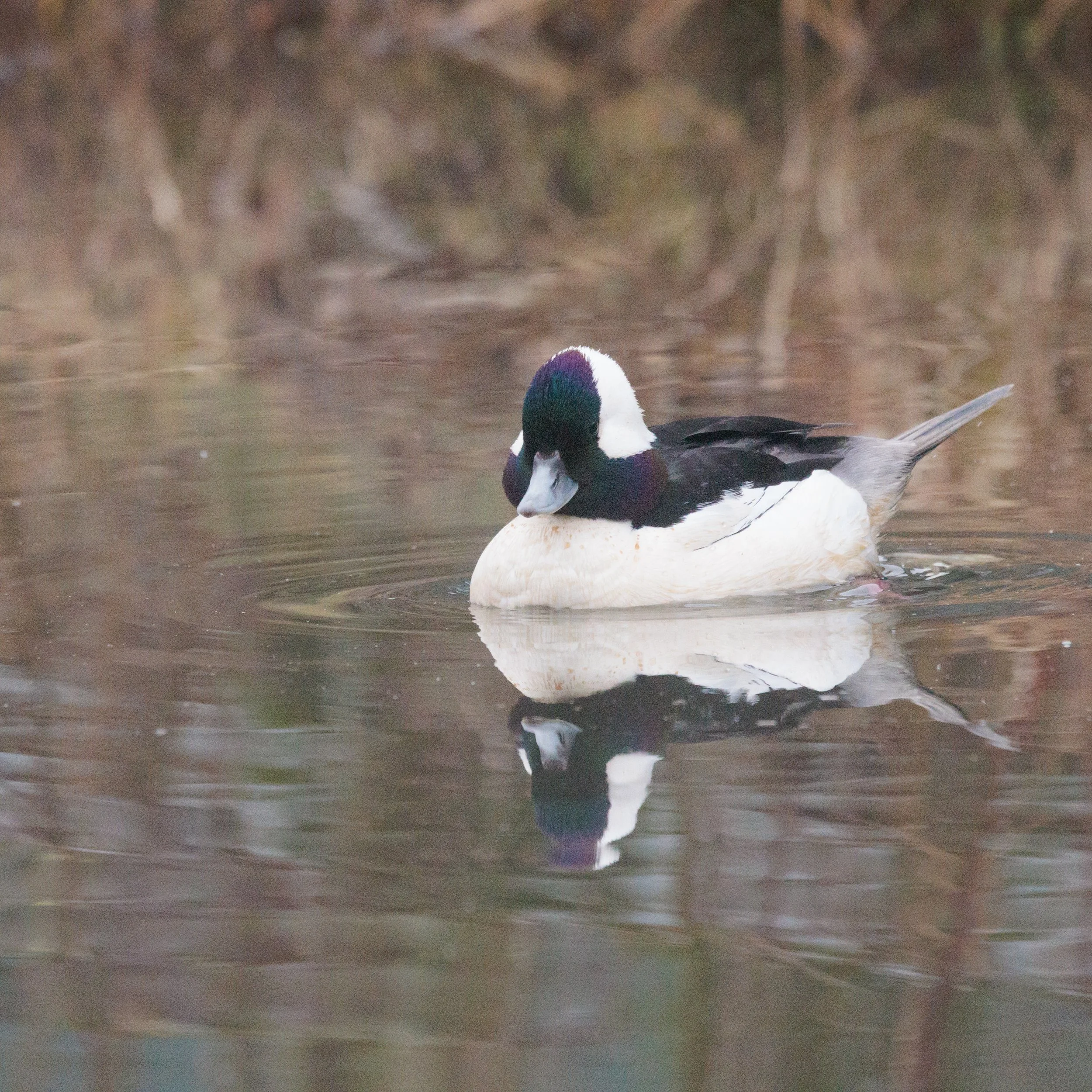 Bufflehead-1.jpg