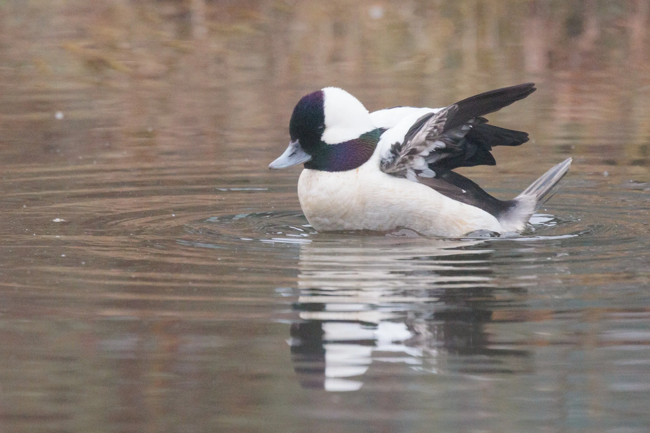 Bufflehead-4.jpg
