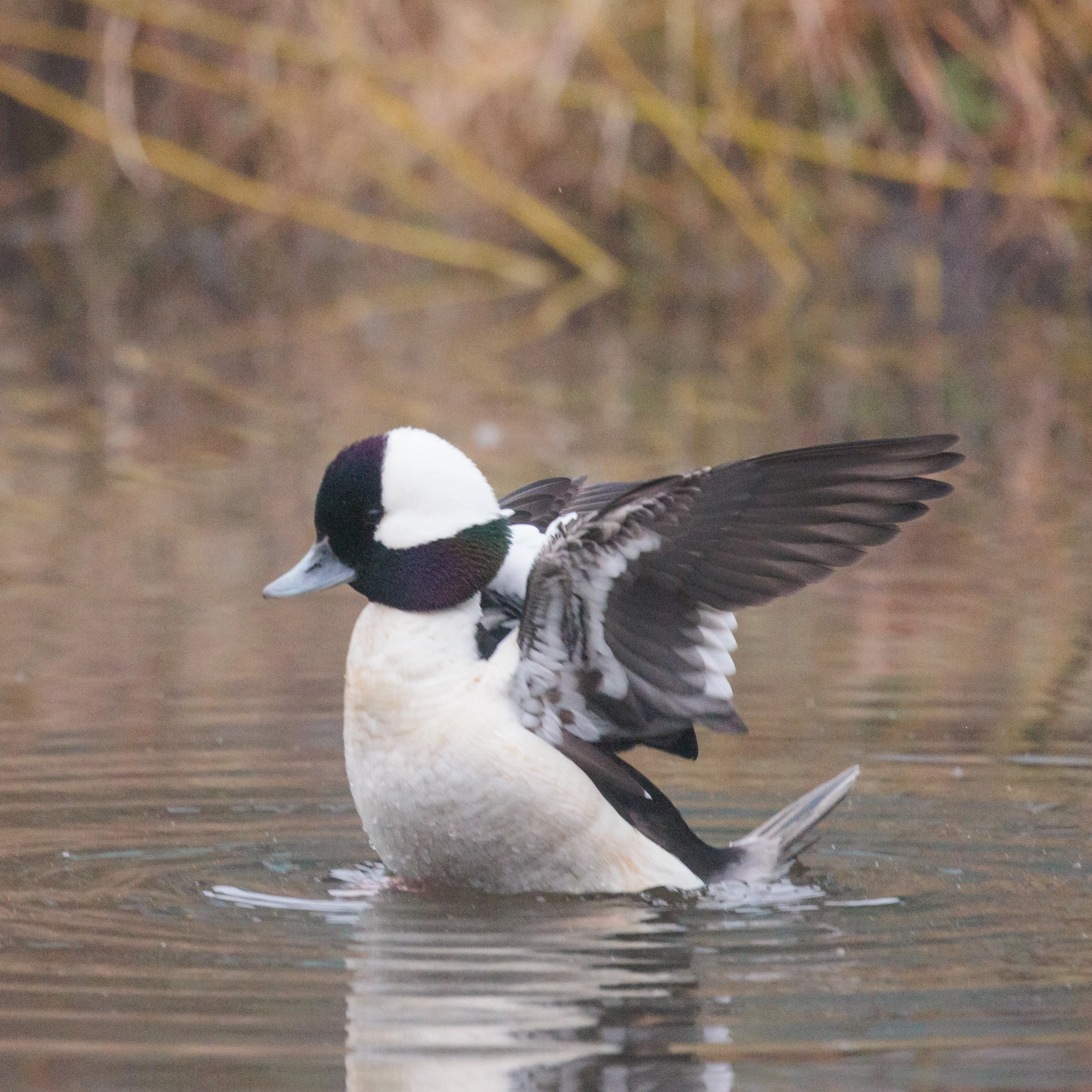 Bufflehead-3.jpg