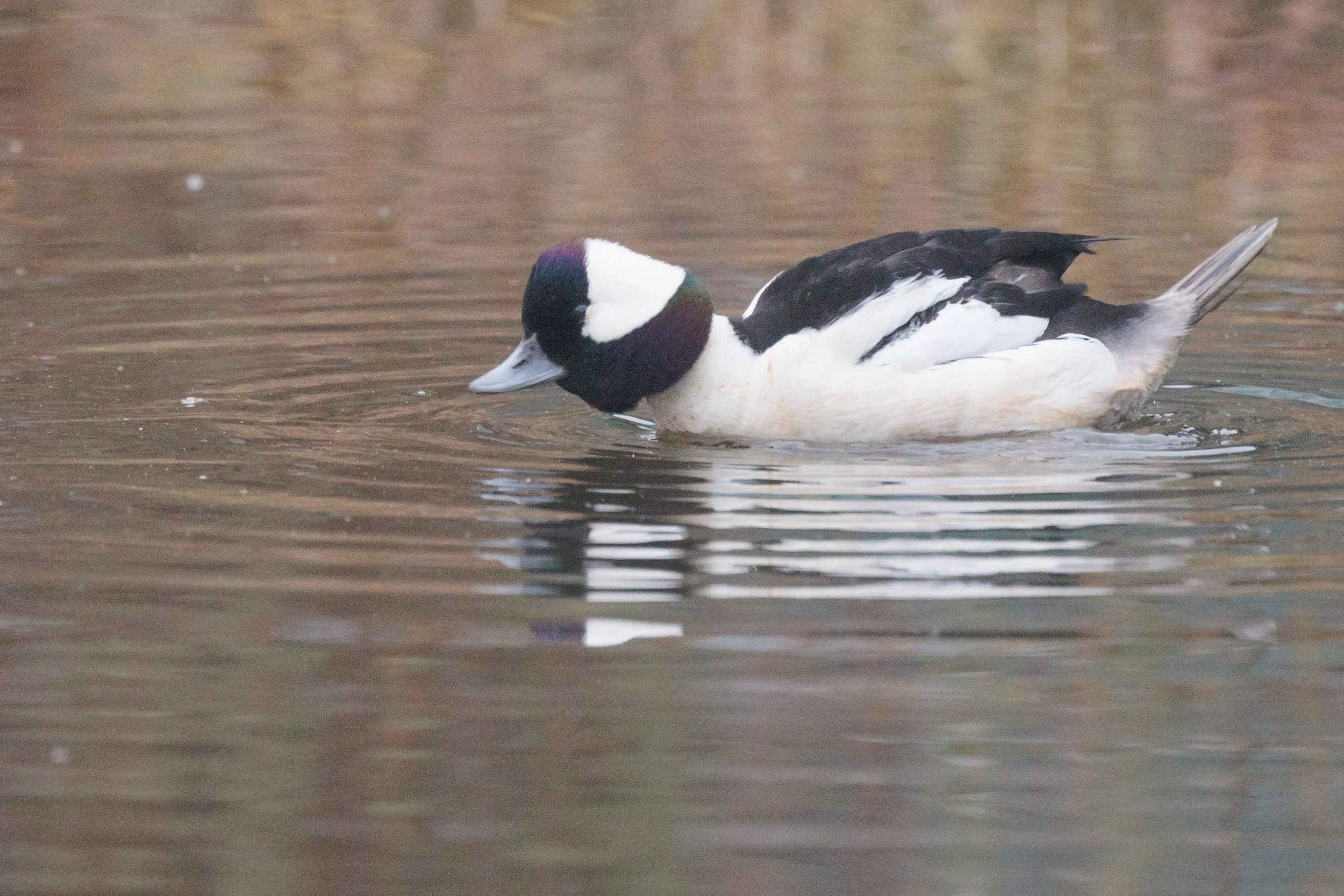 Bufflehead-5.jpg