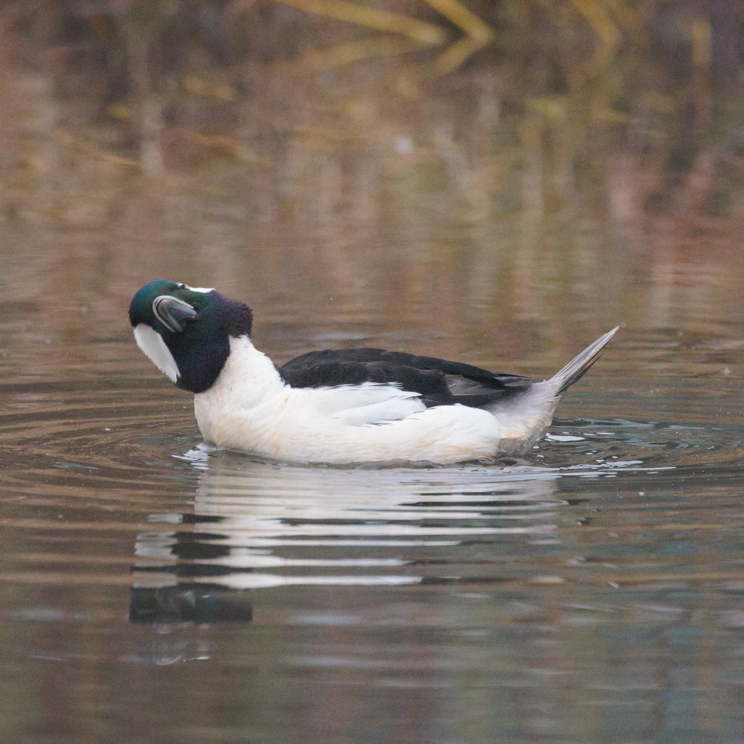 Bufflehead-6.jpg