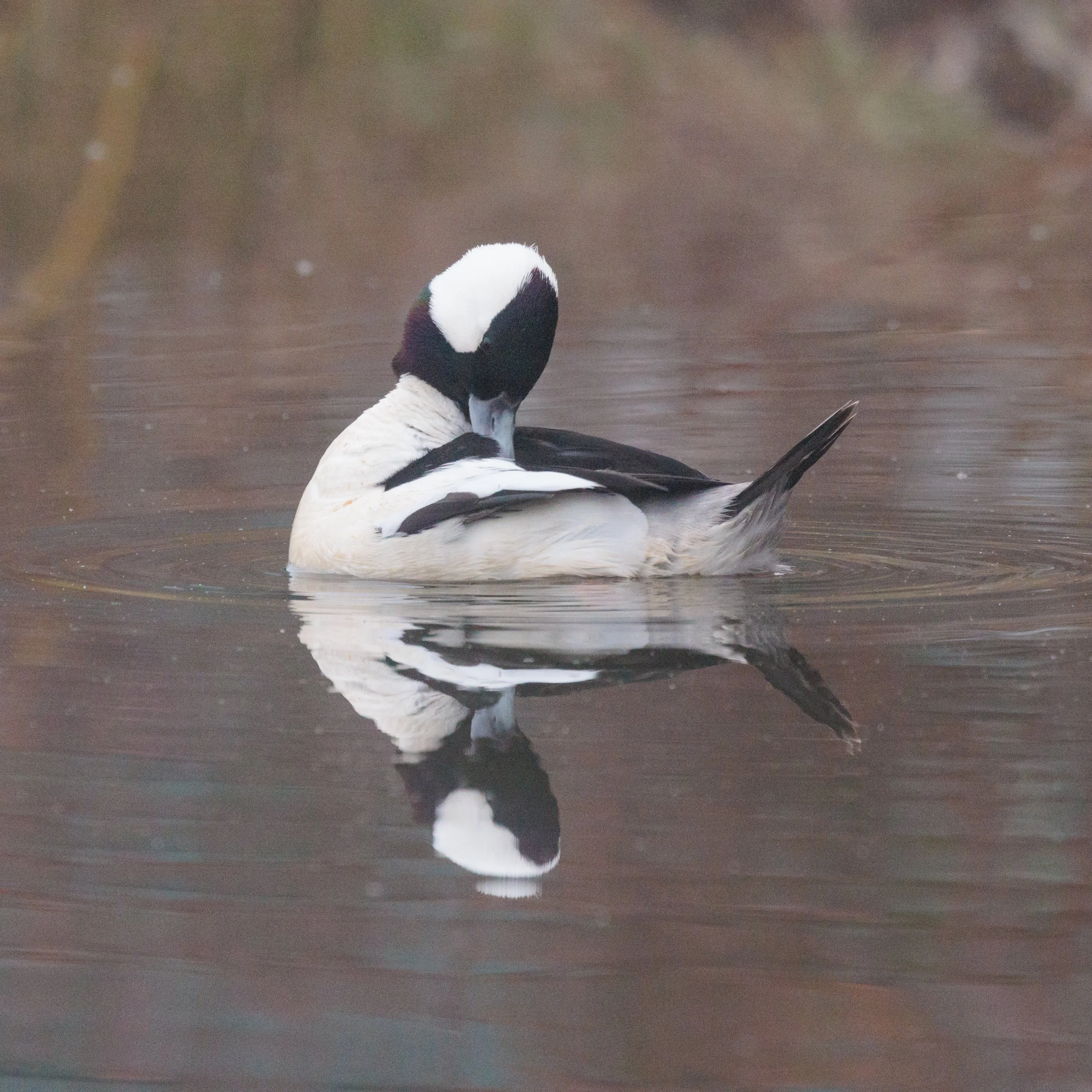 Bufflehead-7.jpg