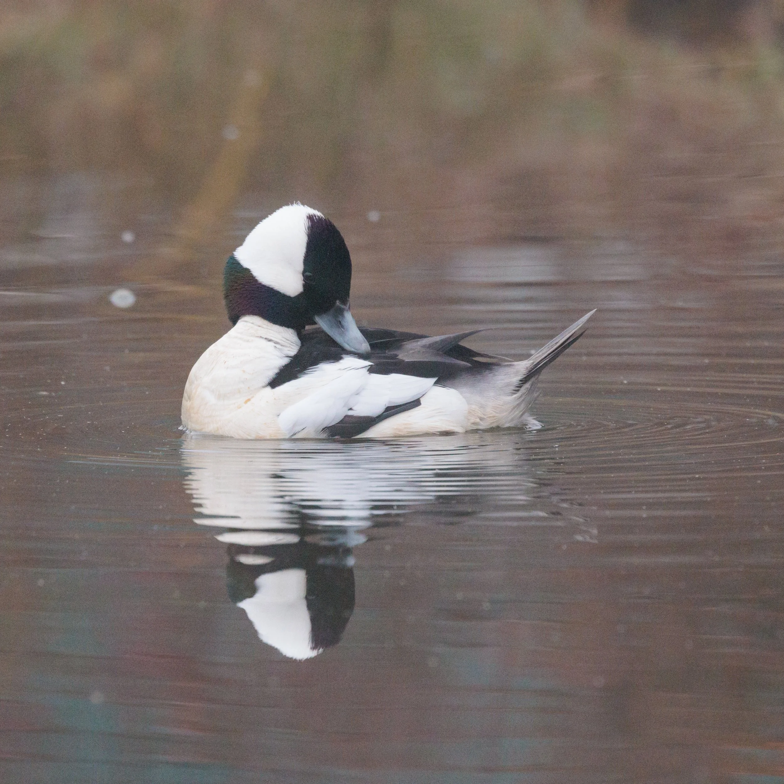 Bufflehead-8.jpg