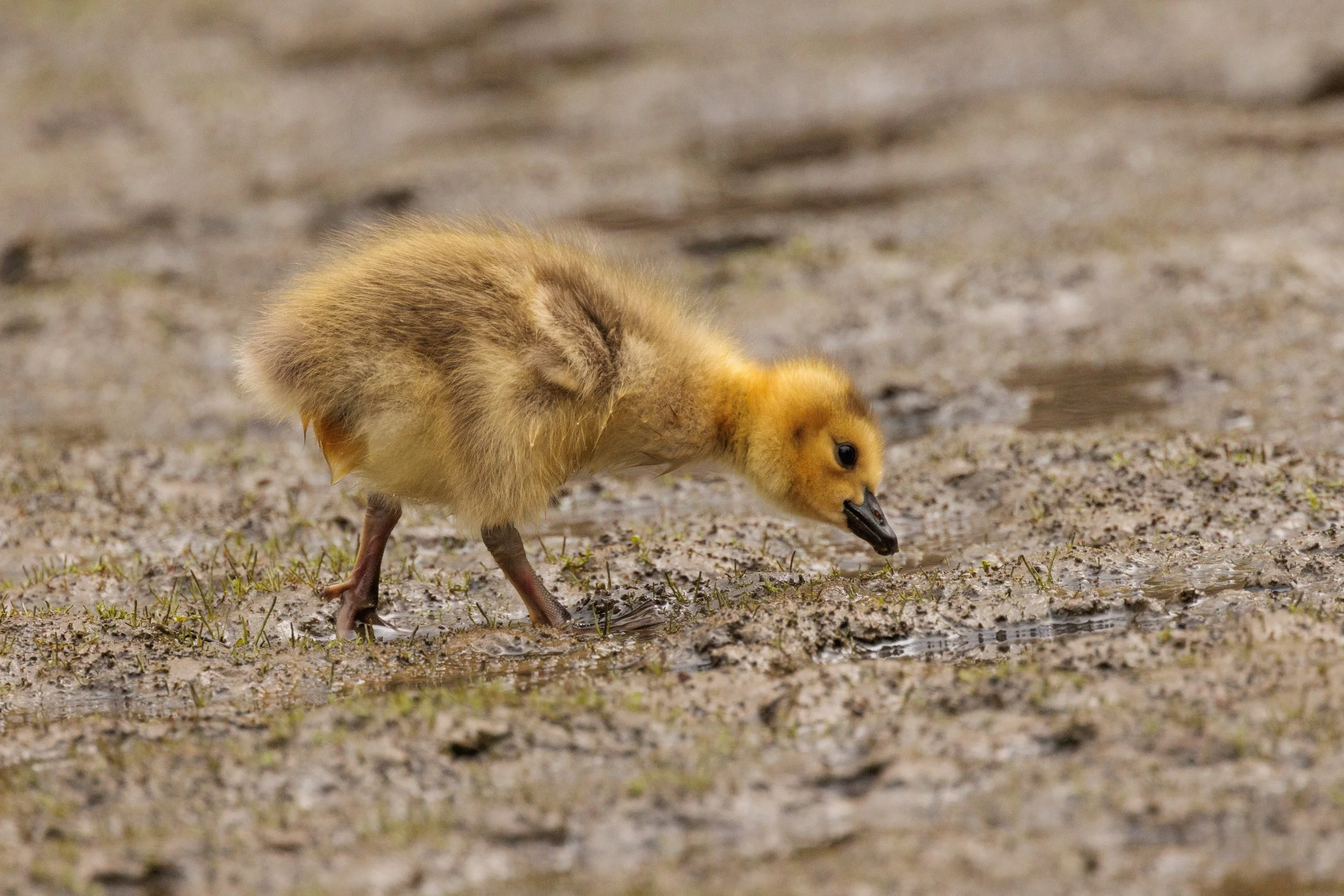 Baby-18.jpg