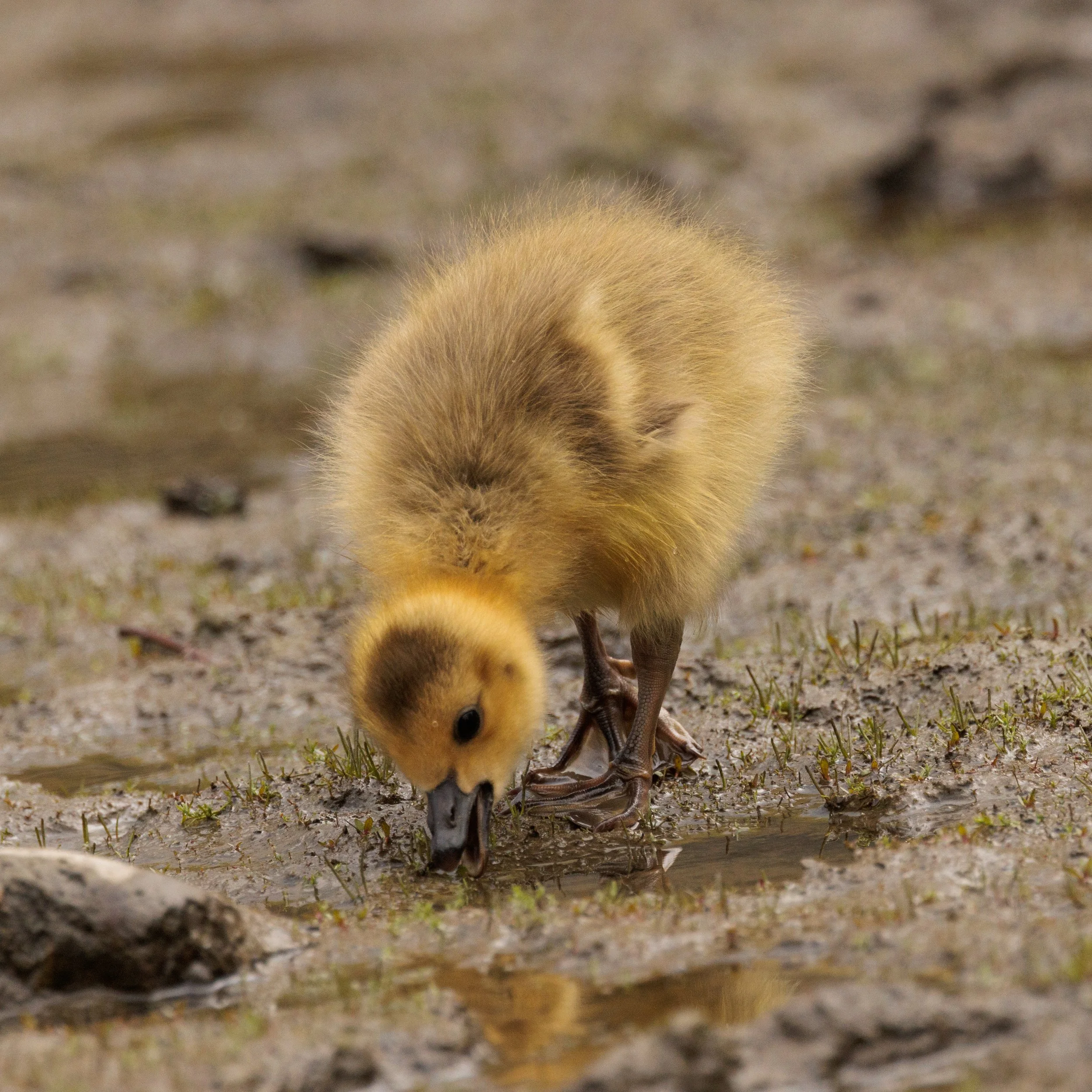 Baby-20.jpg