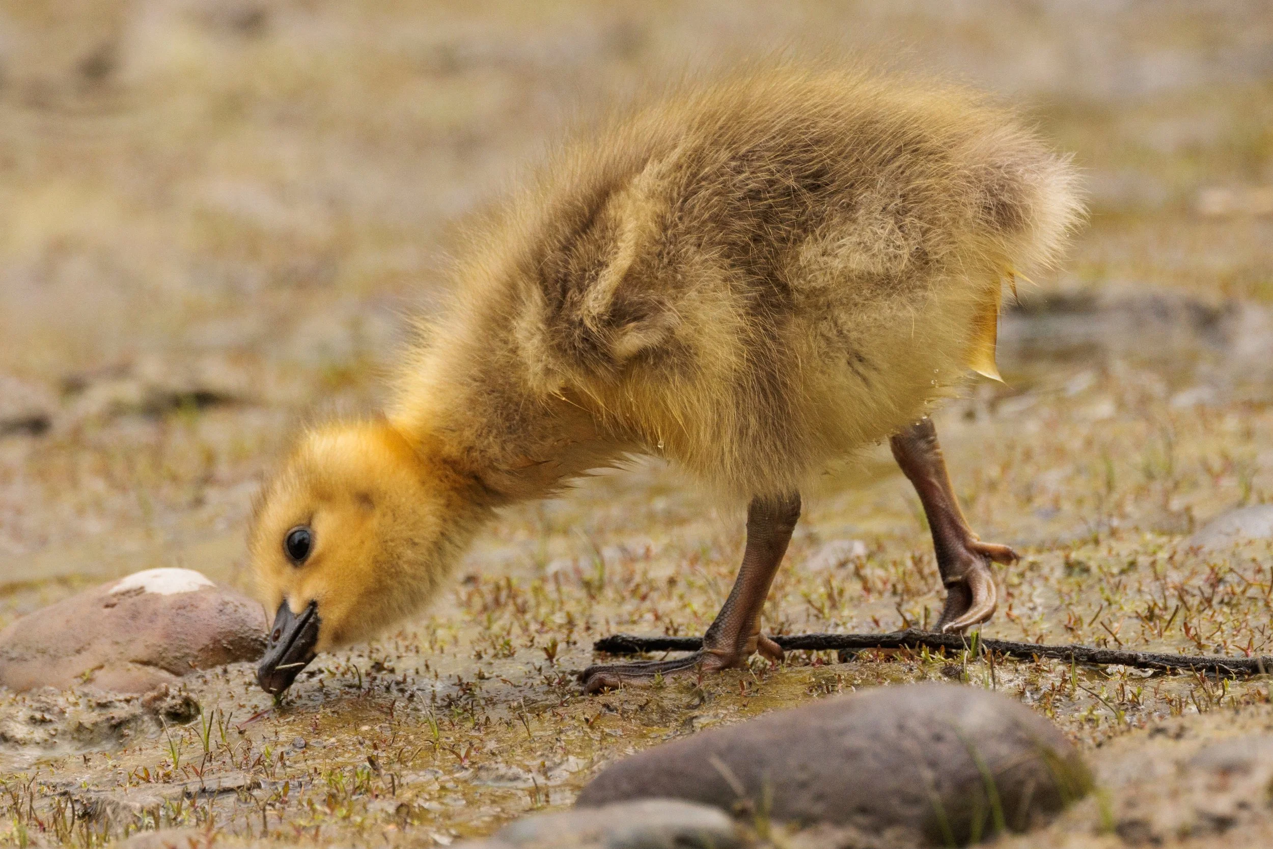Baby-21.jpg