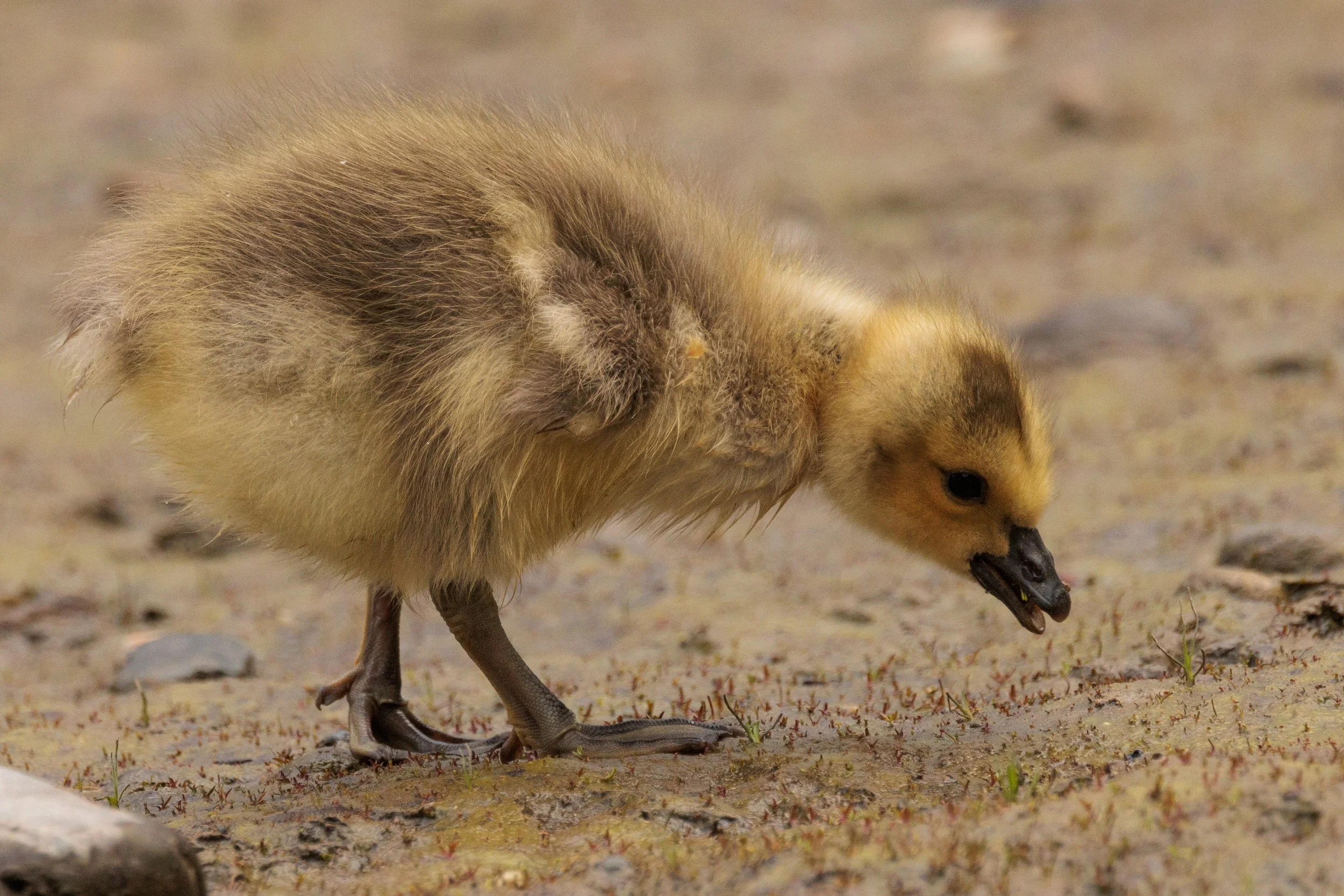 Baby-25.jpg