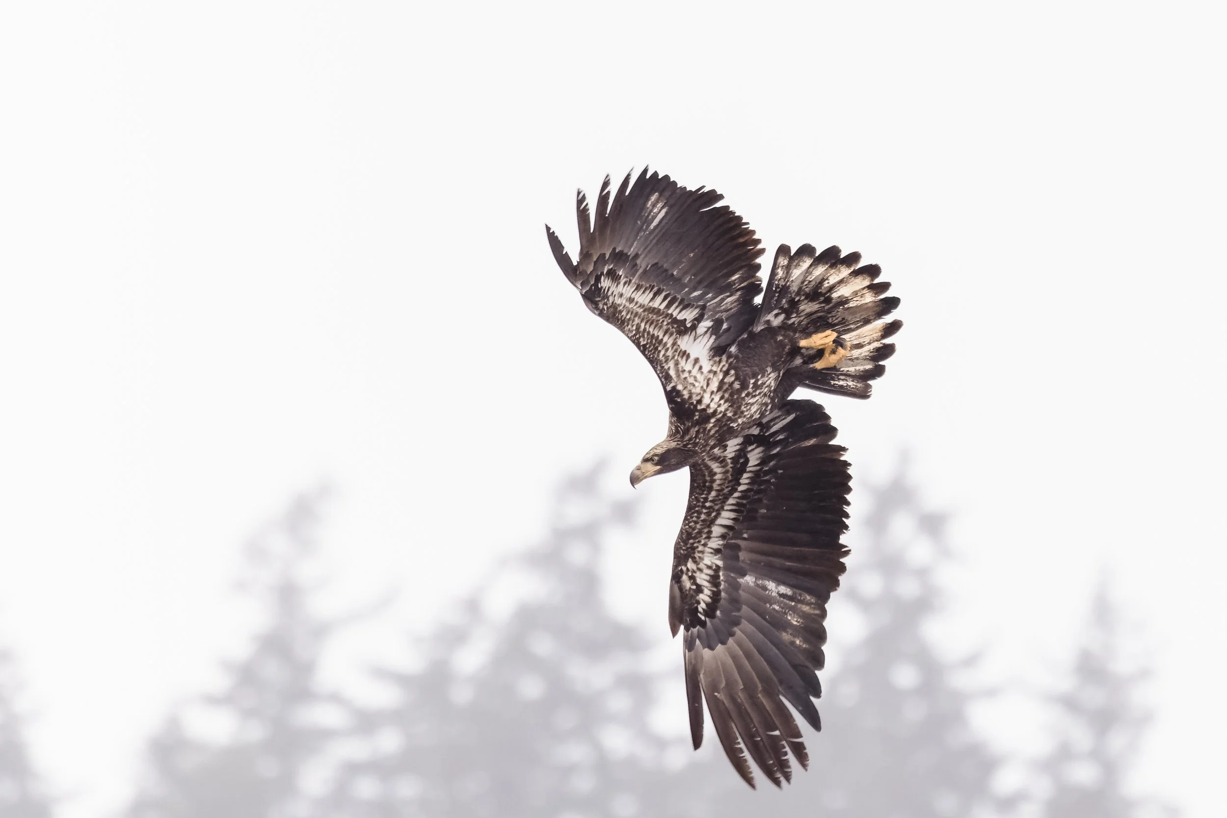 Eagle-1.jpg