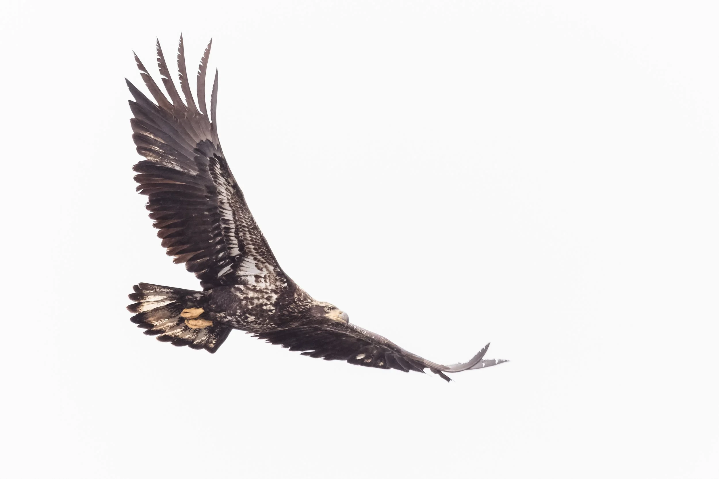 Eagle-2.jpg