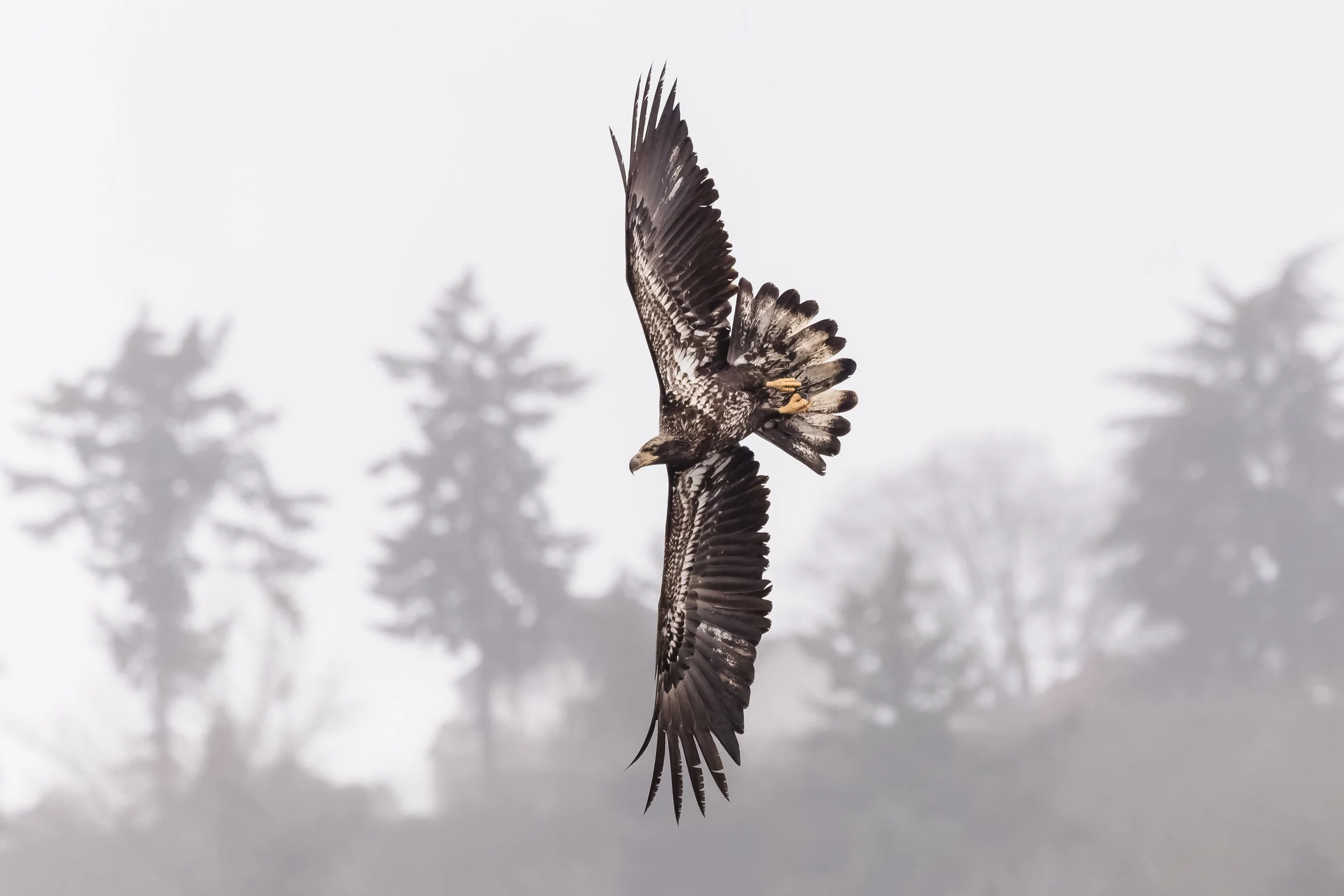 Eagle-3.jpg