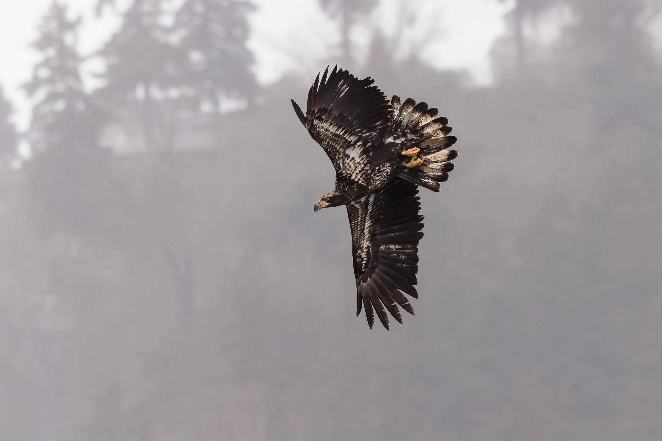 Eagle-4.jpg