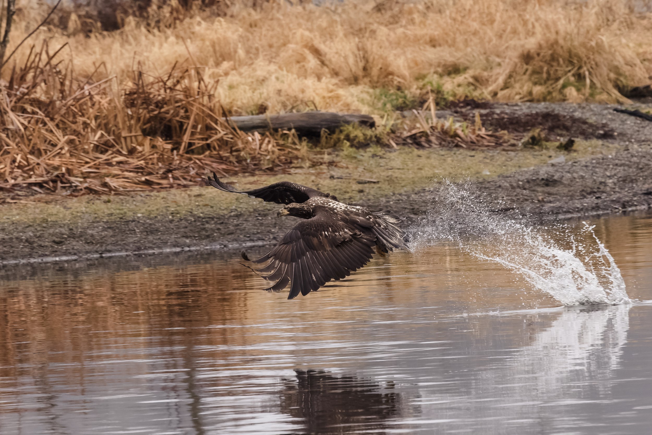 Eagle-5.jpg