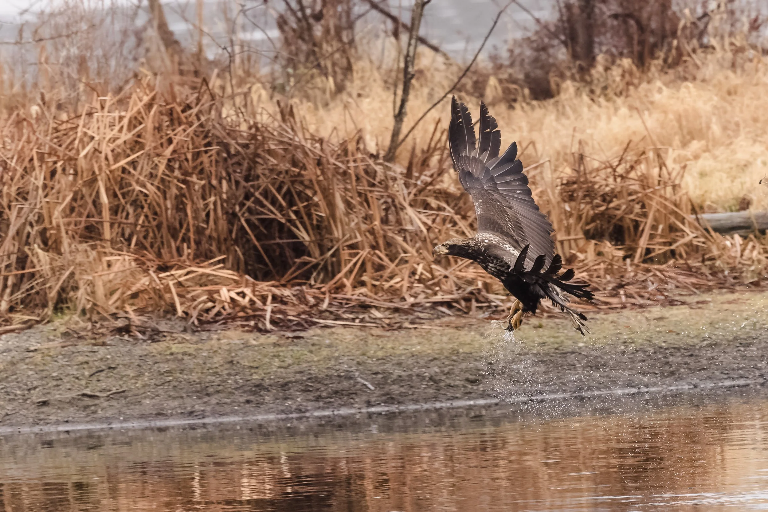 Eagle-8.jpg