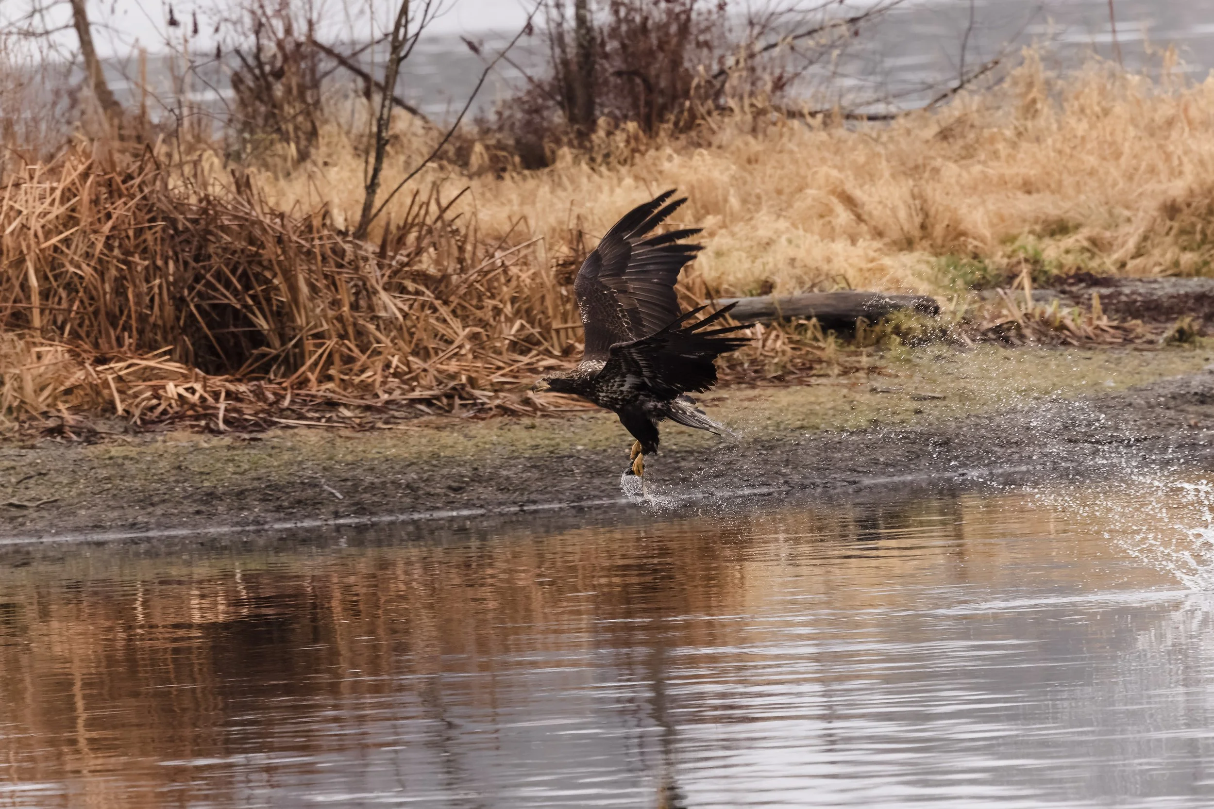 Eagle-7.jpg