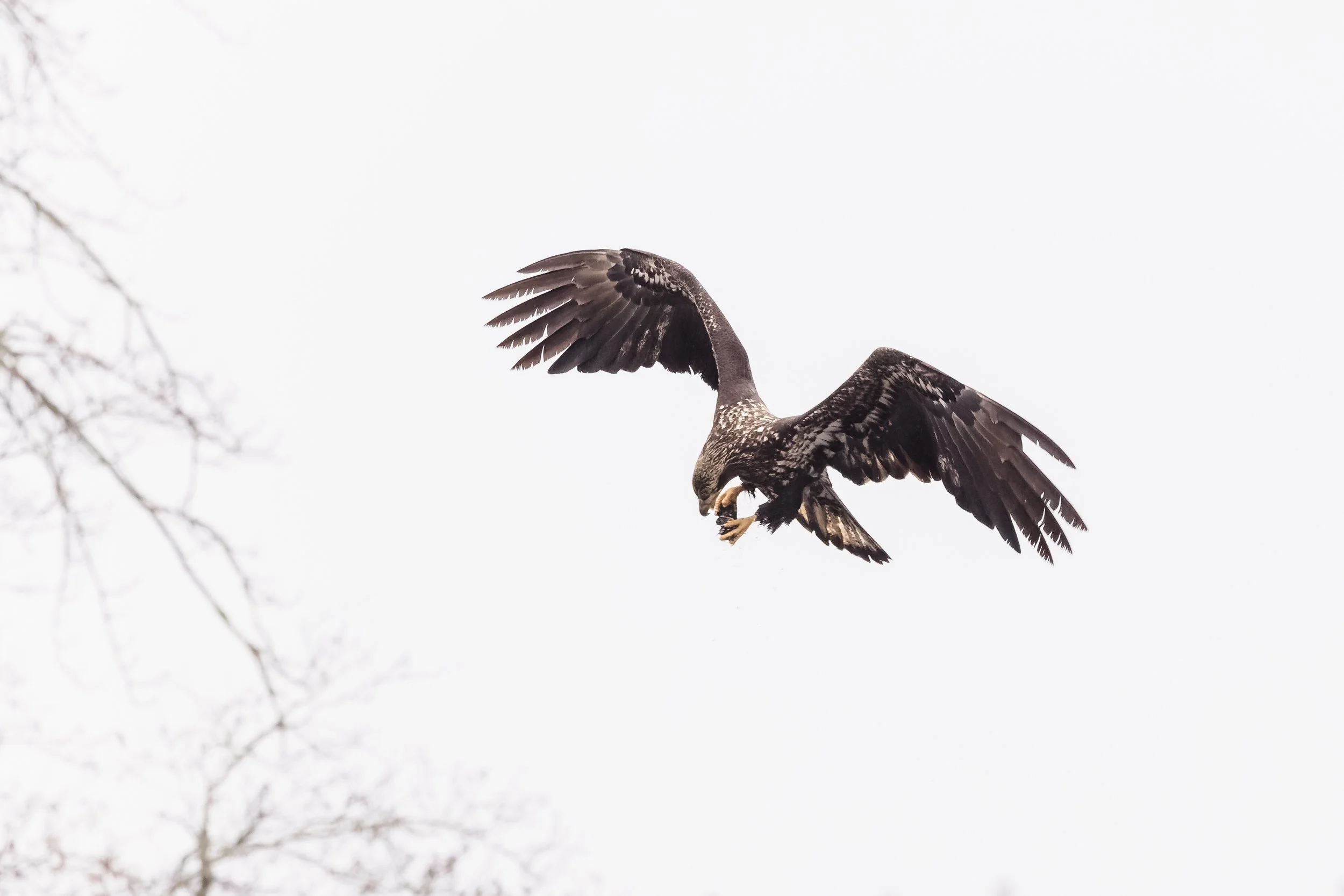 Eagle-10.jpg