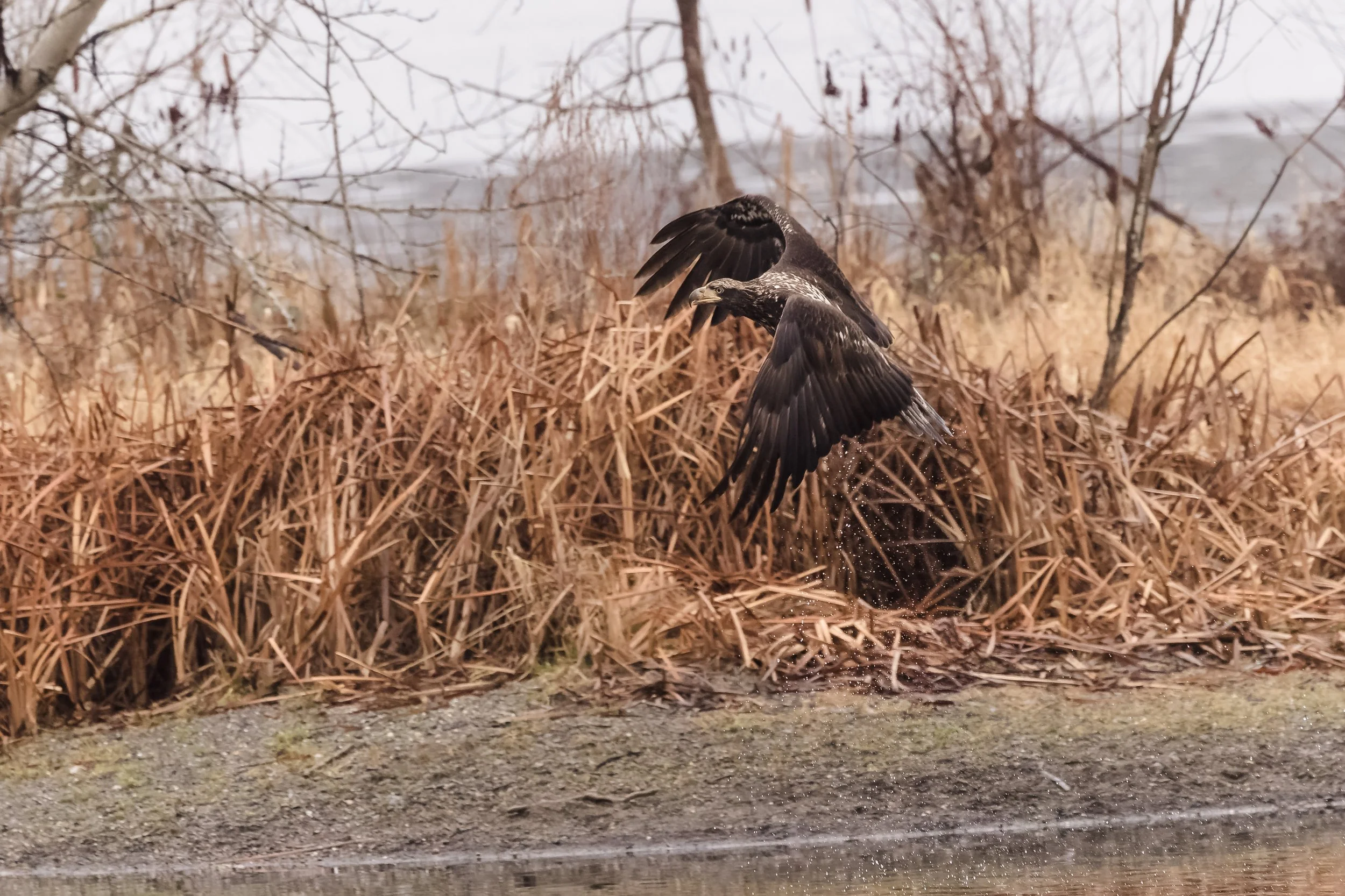 Eagle-9.jpg