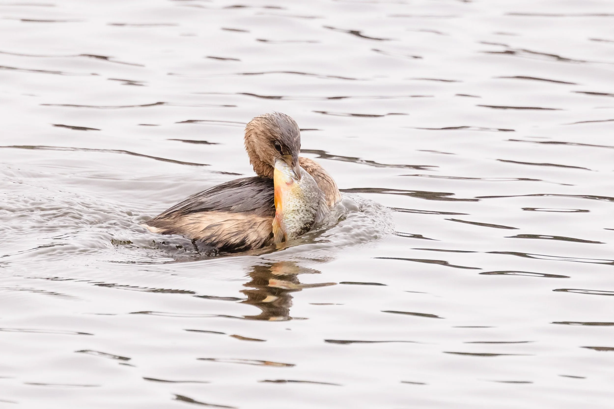 Grebe-1.jpg