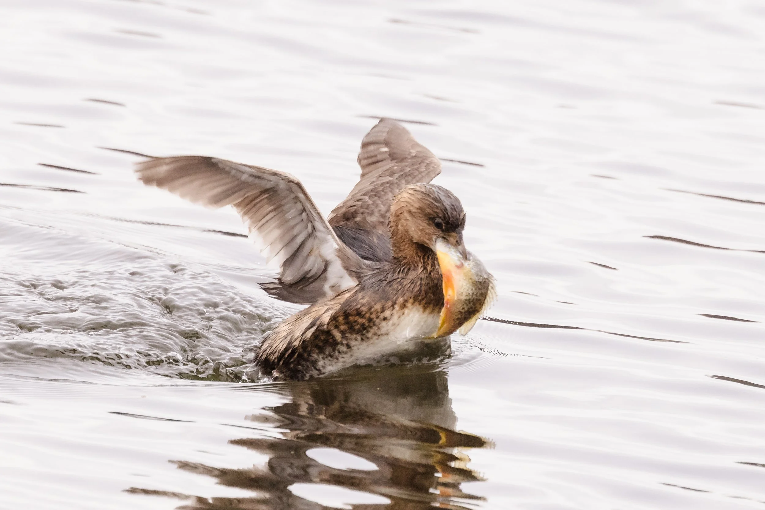 Grebe-2.jpg